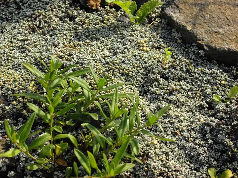 New Zealand Scab Plant (Raoulia Australis) — making it a low-maintenance choice for sustainable landscapes