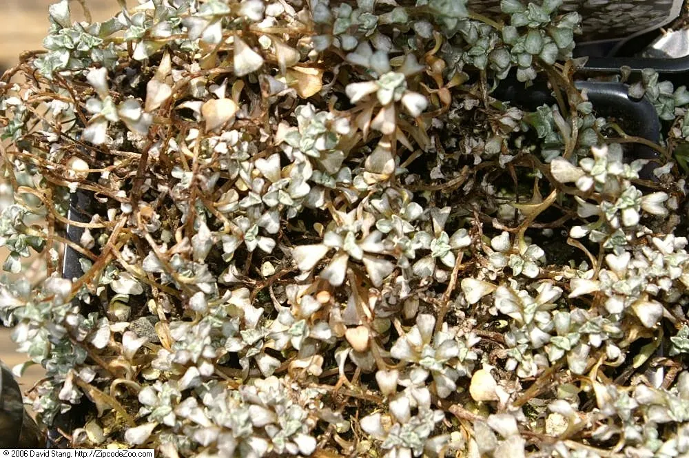 New Zealand Scab Plant (Raoulia Australis) — Its tiny, yellow summer blossoms add a subtle charm