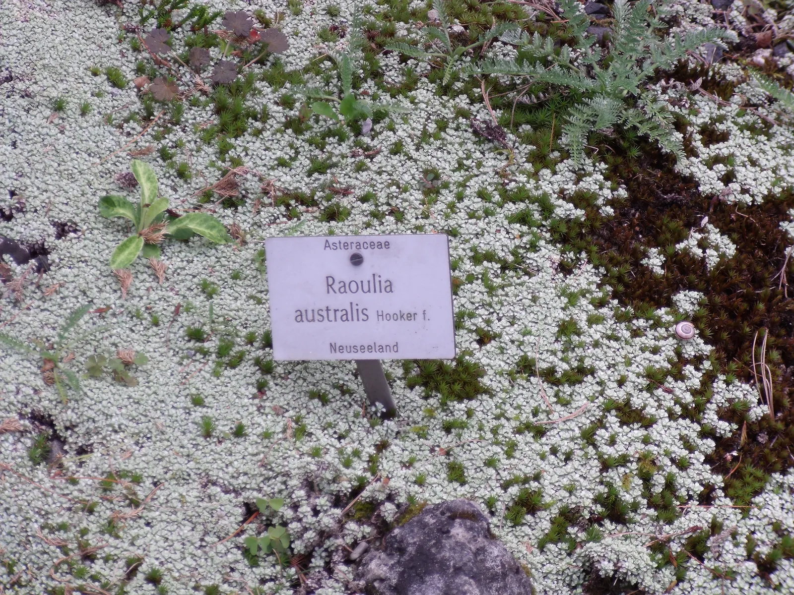 New Zealand Scab Plant (Raoulia Australis) — resisting common diseases and pests