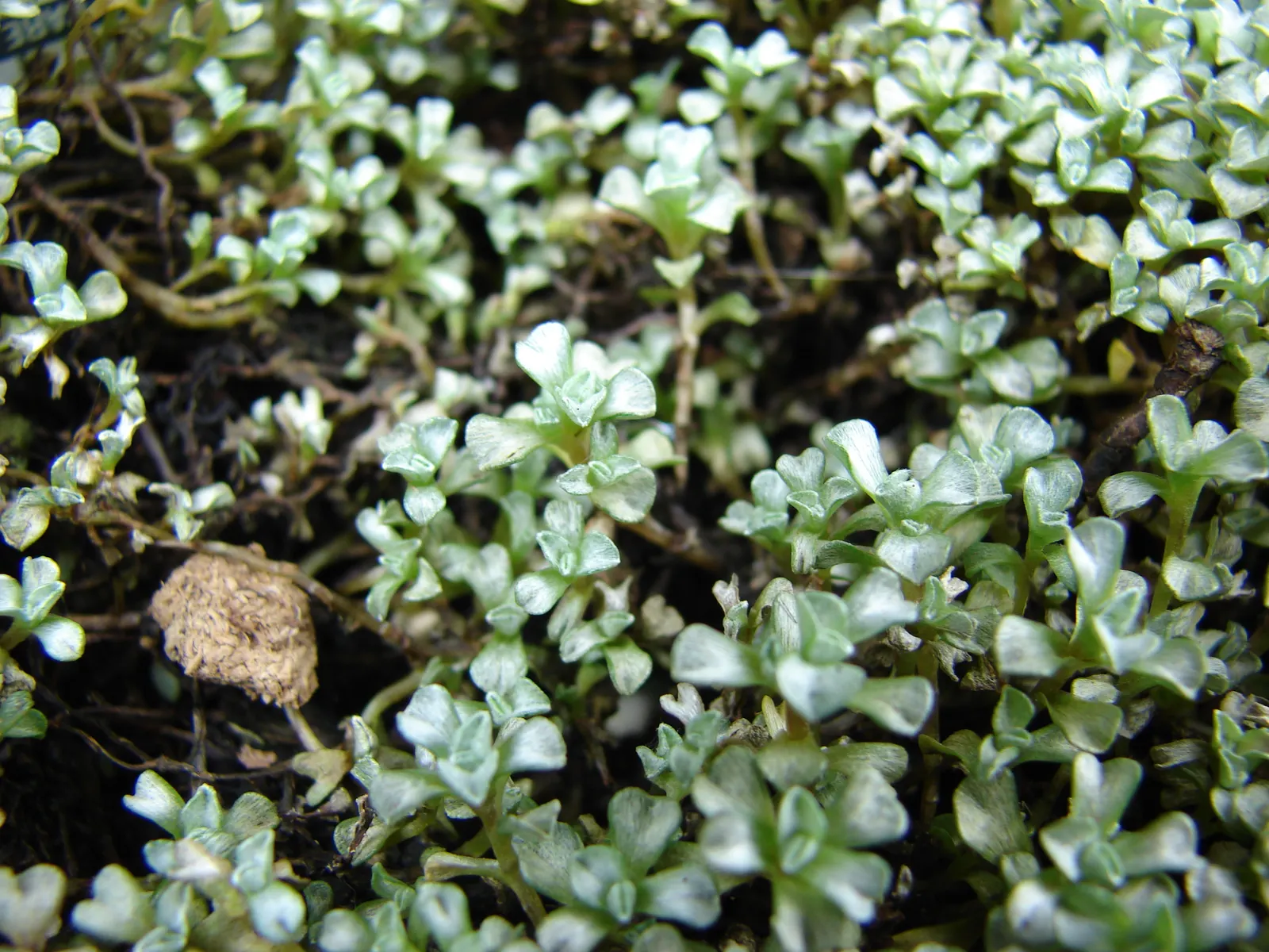 New Zealand Scab Plant (Raoulia Australis) — although it tolerates light shade