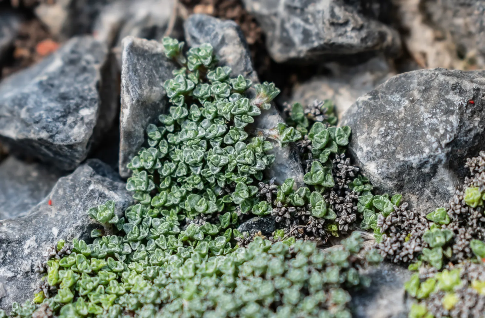 New Zealand Scab Plant (Raoulia Australis) — creating a silvery mat that spreads roughly 12 to 24 inches in diameter