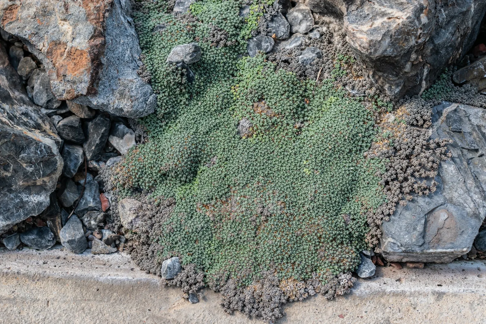 New Zealand Scab Plant (Raoulia Australis) — but they are often subtly tucked among the foliage