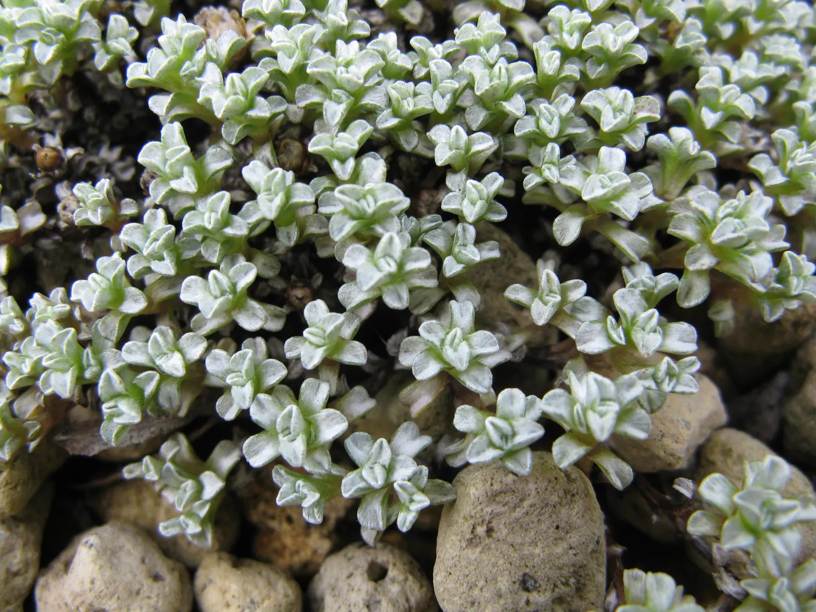 New Zealand Scab Plant (Raoulia Australis) — is a distinctive alpine groundcover endemic to the mountainous regions of New Zealand