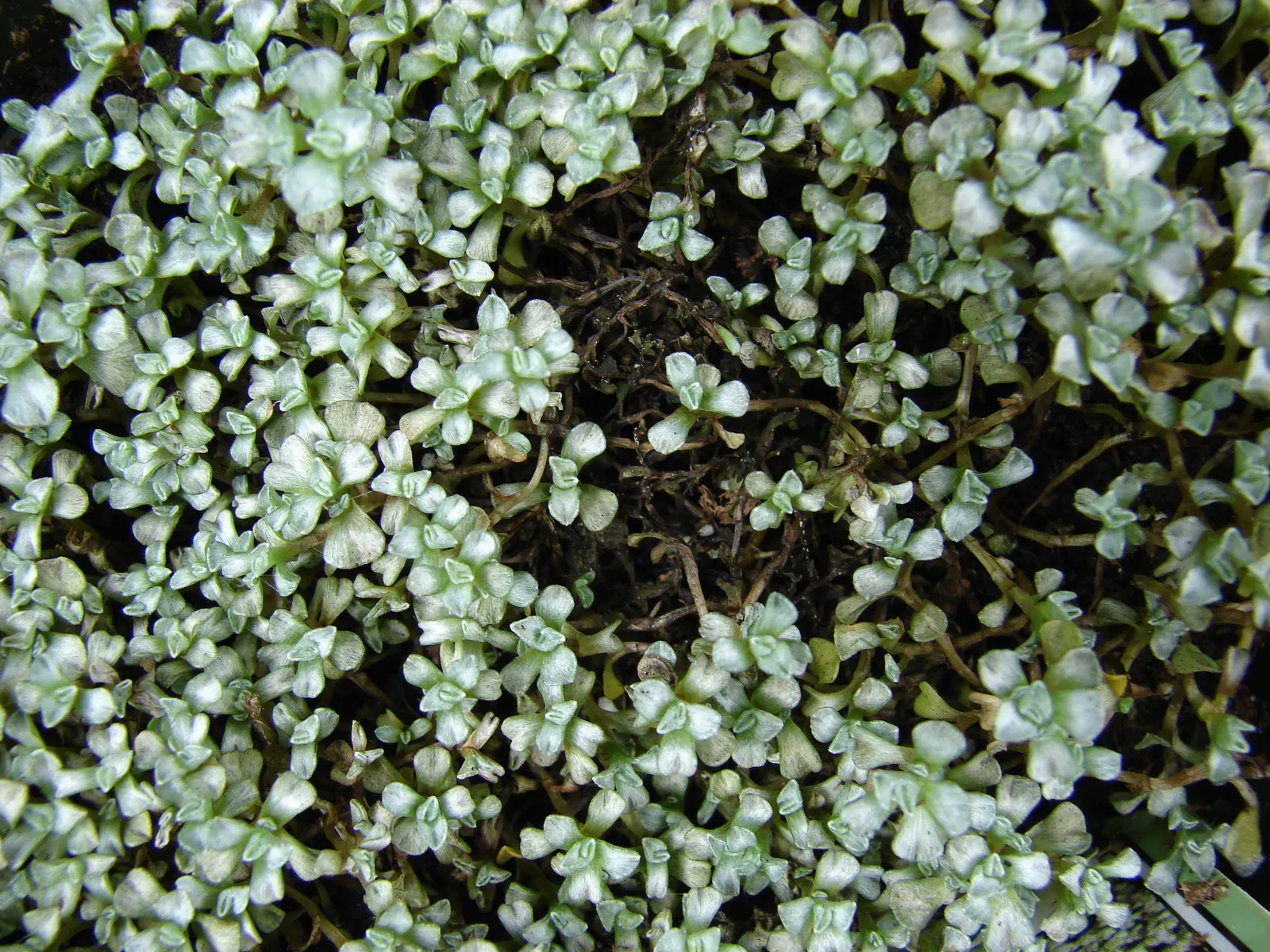 New Zealand Scab Plant (Raoulia Australis) — commonly called New Zealand Scab Plant