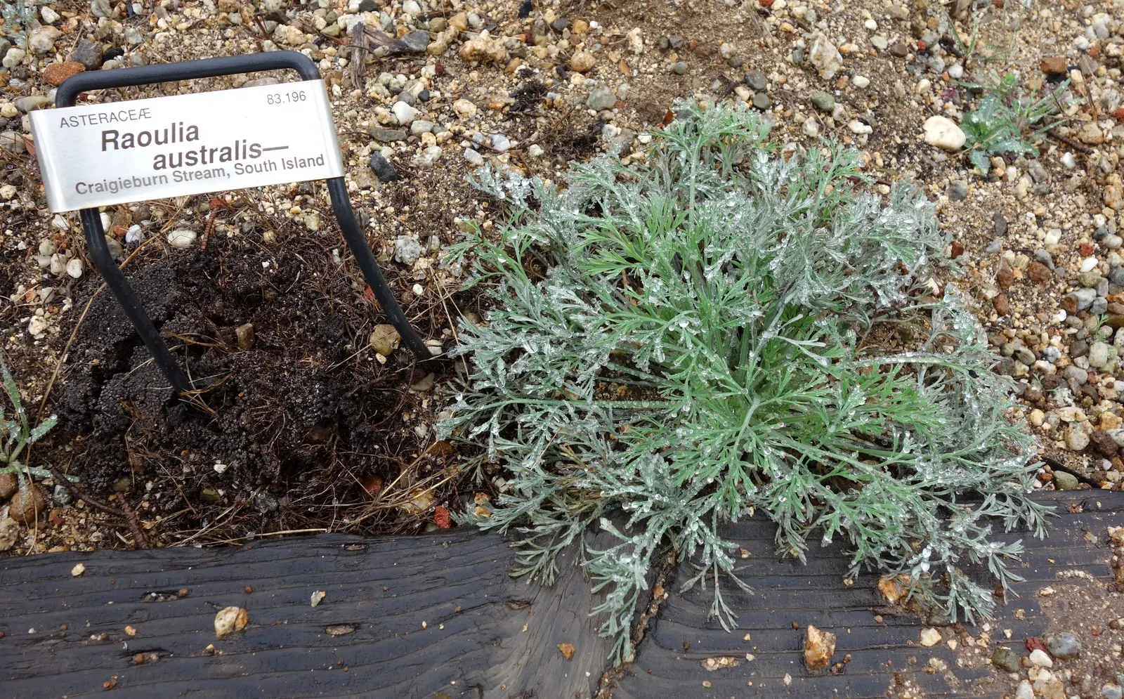 New Zealand Scab Plant (Raoulia Australis) — mat-forming habit that is practical for rock gardens