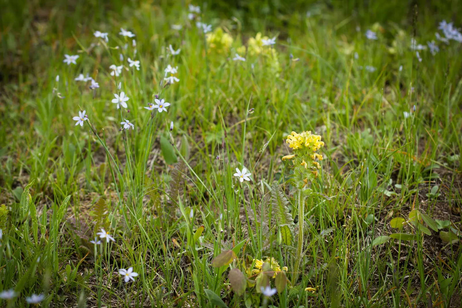 Prairie Blue-Eyed Grass (Sisyrinchium Campestre) — Prairie Blue-Eyed Grass (Sisyrinchium campestre) is a charming, low-growing perennial that flourishes in U.S