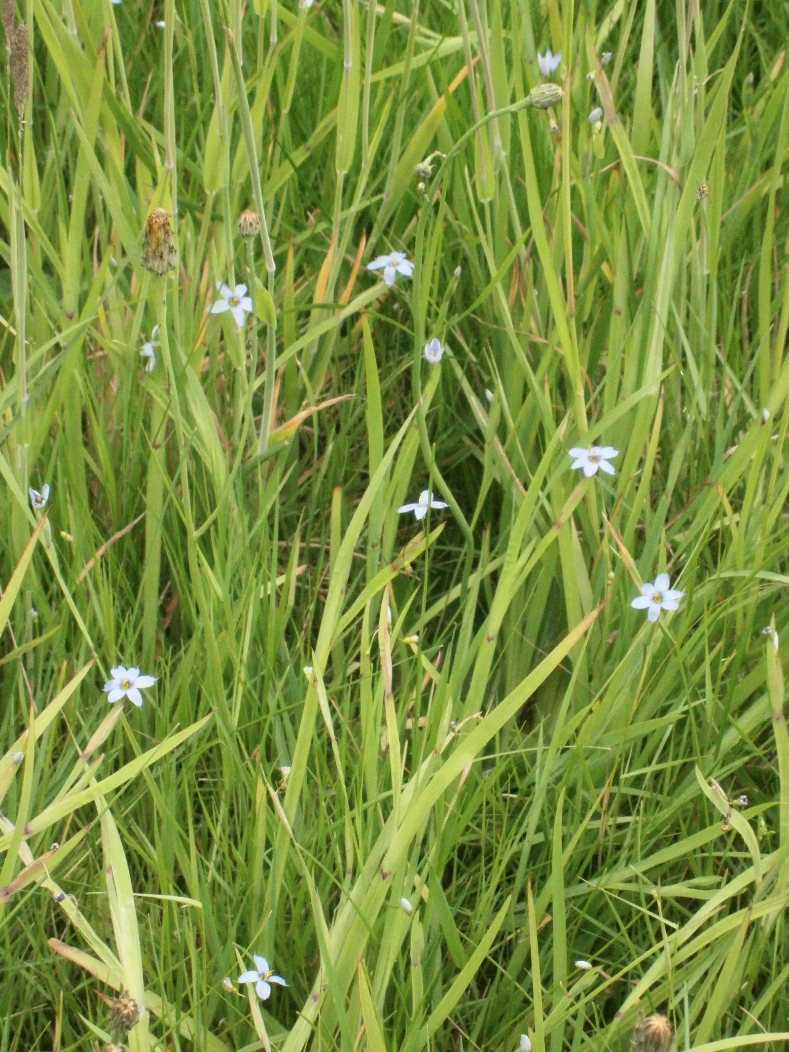 Prairie Blue-Eyed Grass (Sisyrinchium Campestre) — this clump-forming plant boasts petite