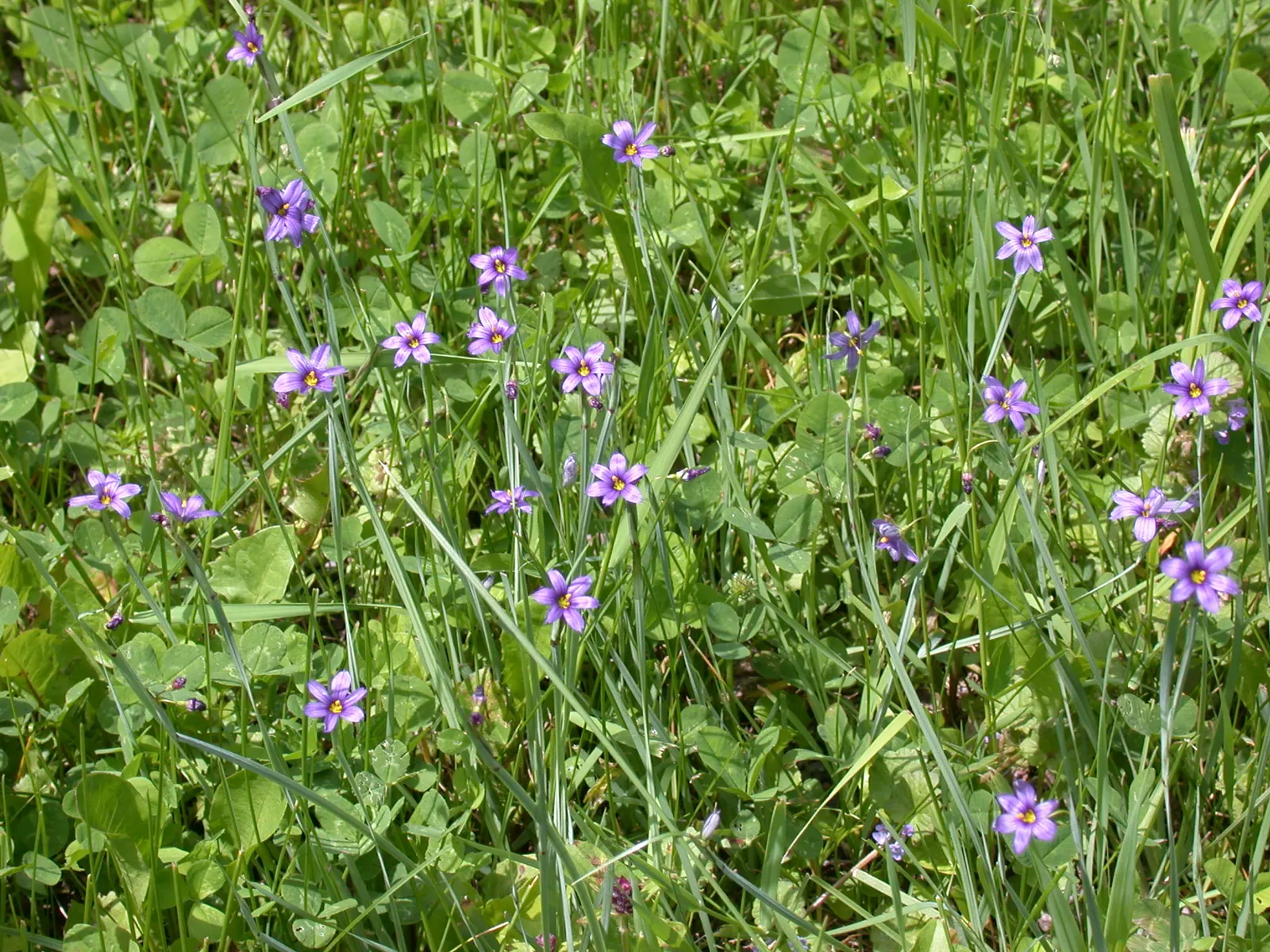 Prairie Blue-Eyed Grass (Sisyrinchium Campestre) — star-shaped blue flowers with gold centers
