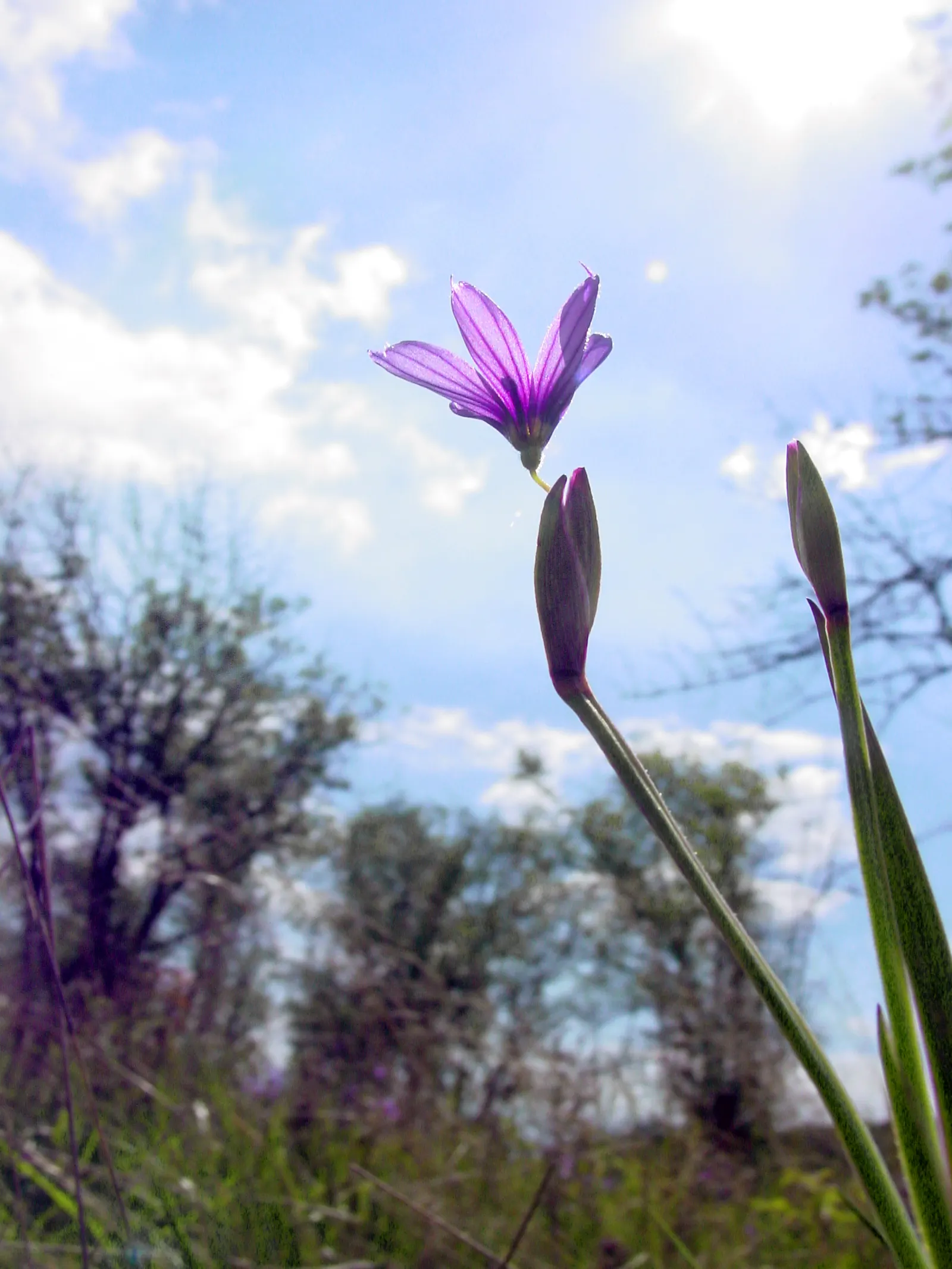 Prairie Blue-Eyed Grass (Sisyrinchium Campestre) — Reaching 6-12 inches in height