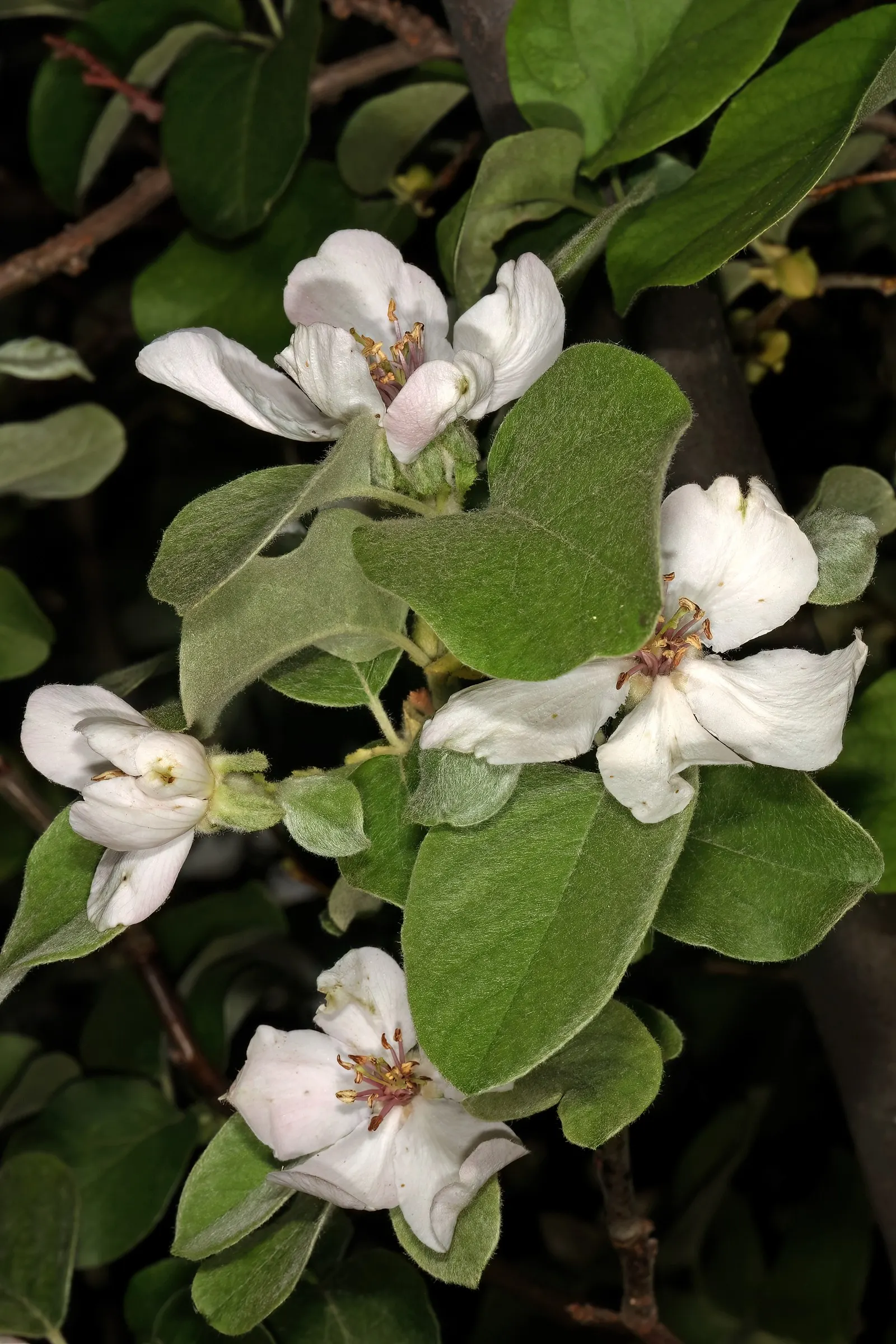 Quince (Cydonia Oblonga) — is a deciduous tree typically reaching 16-23 feet in height; golden-yellow fruit in autumn, image 59