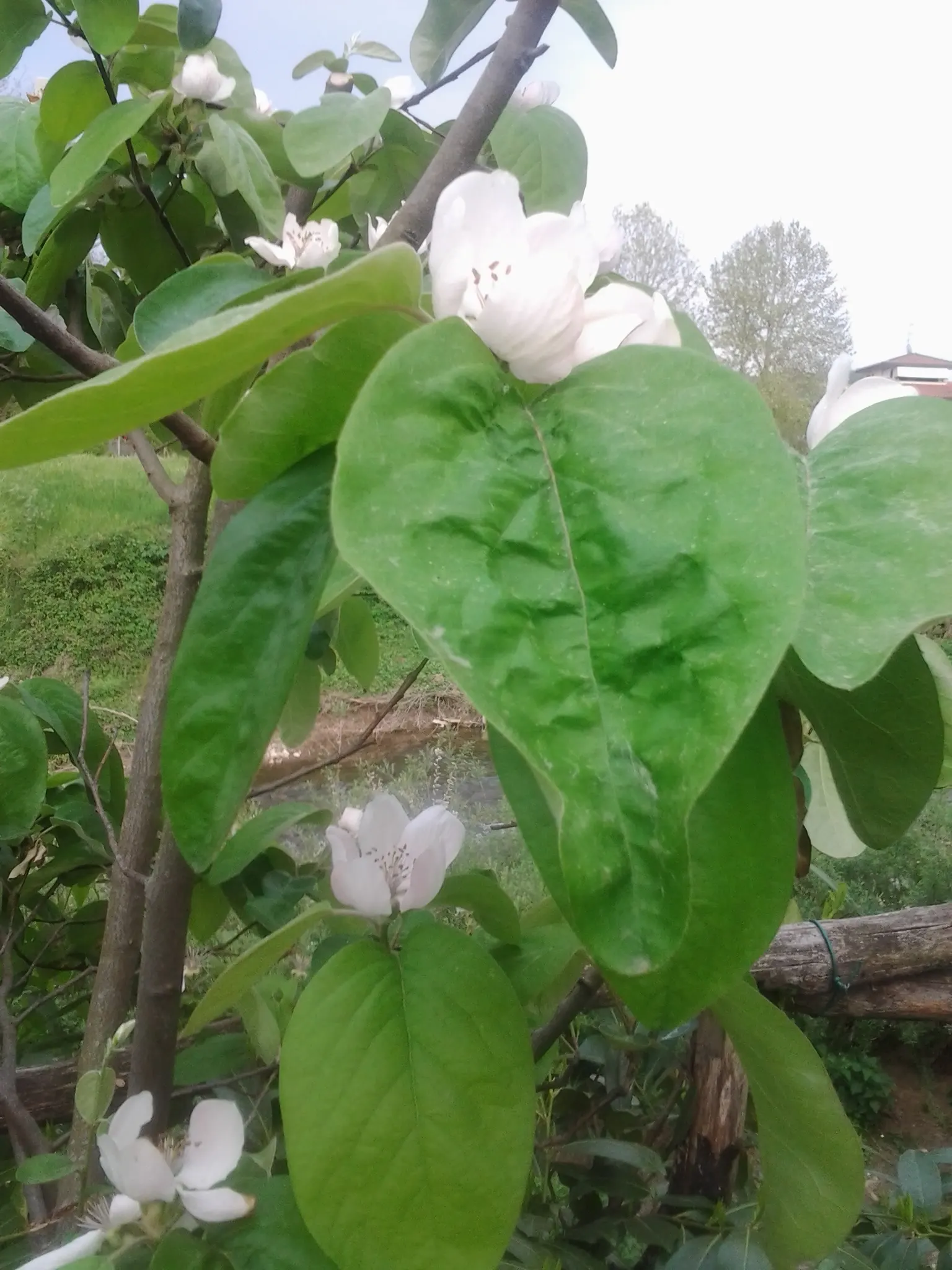 Quince (Cydonia Oblonga) — with a preference for a sunny and sheltered planting site