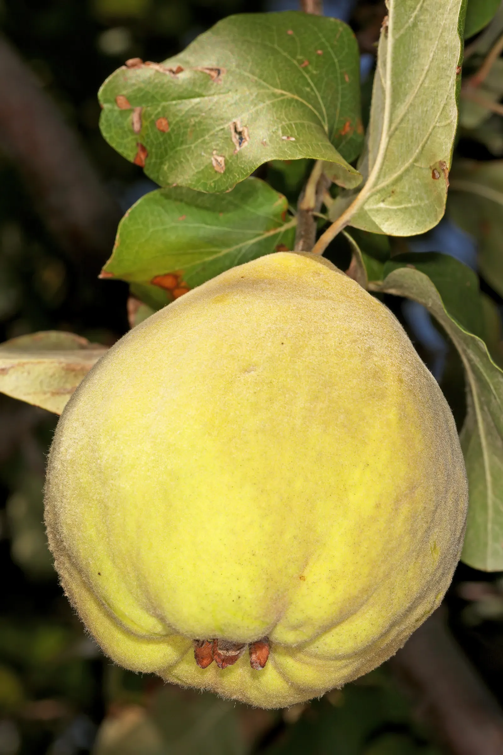 Quince (Cydonia Oblonga) — the tree erupts with a profusion of ornamental flowers; scientifically named Cydonia oblonga