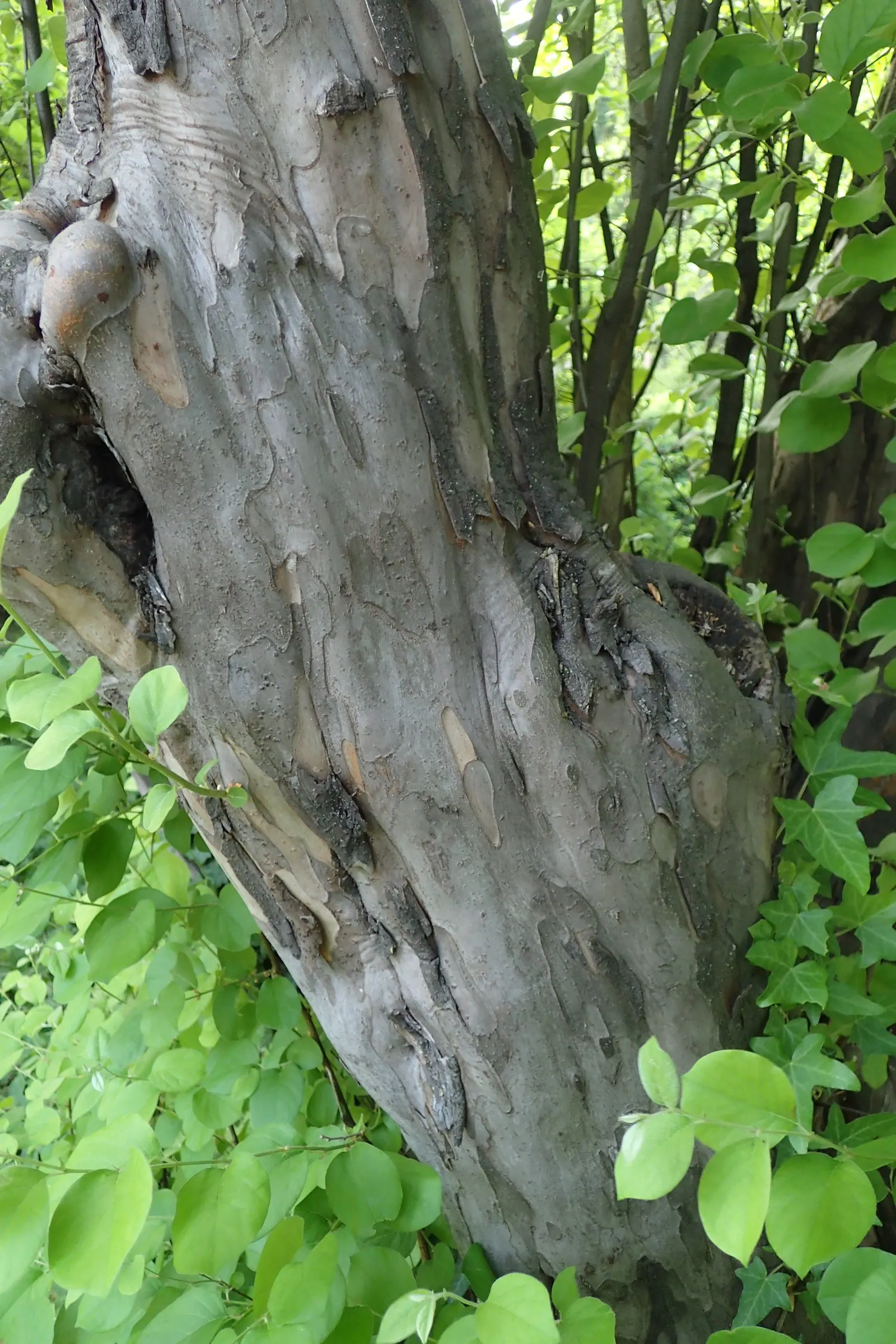 Quince (Cydonia Oblonga) — twiggy structure that adds visual interest to gardens even in the dormant season; is a deciduous tree typically reaching, image 71