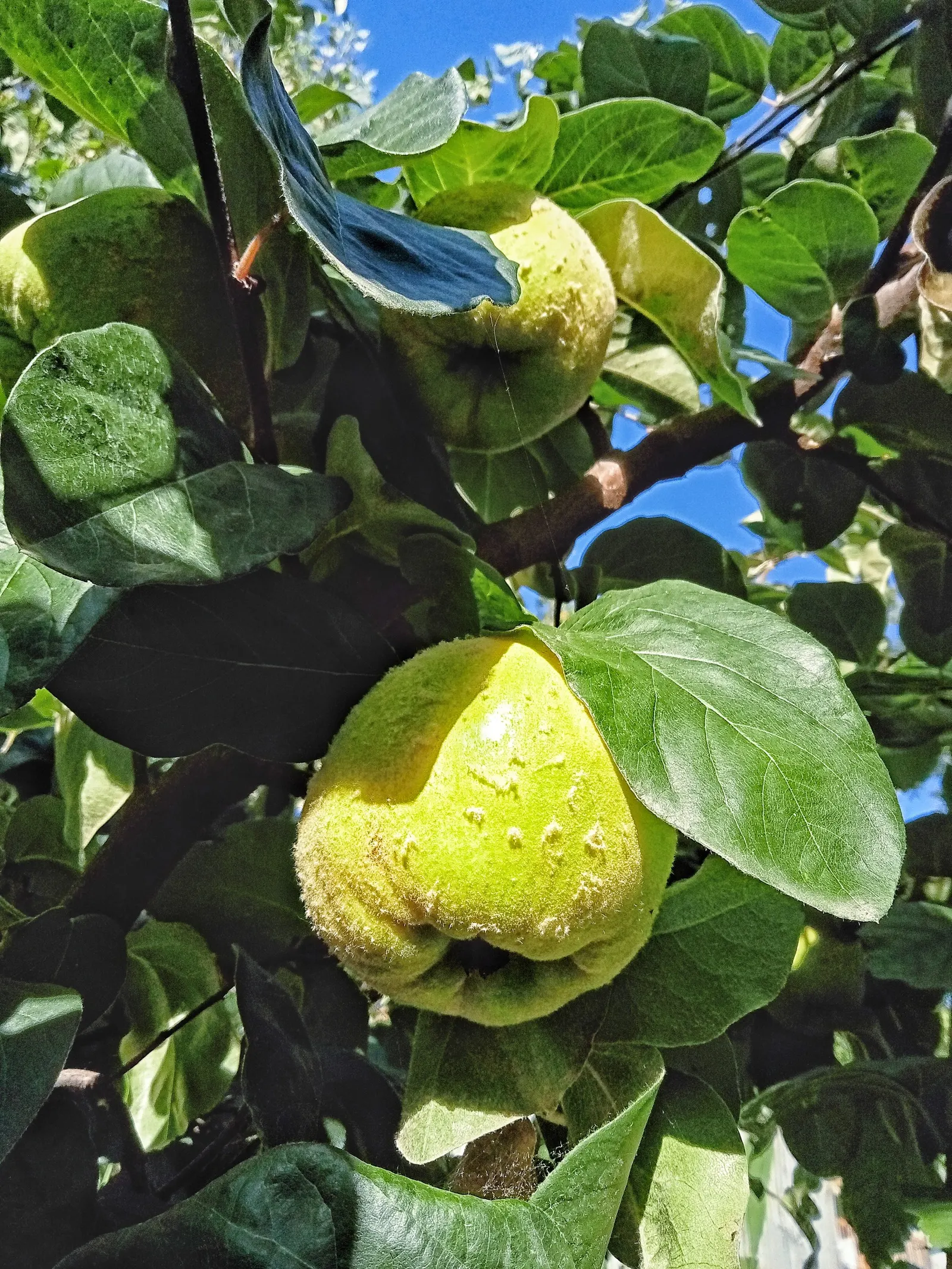 Quince (Cydonia Oblonga) — Prefers a sunny location in well-drained soil; it exhibits single pink-white blossoms in spring, image 63