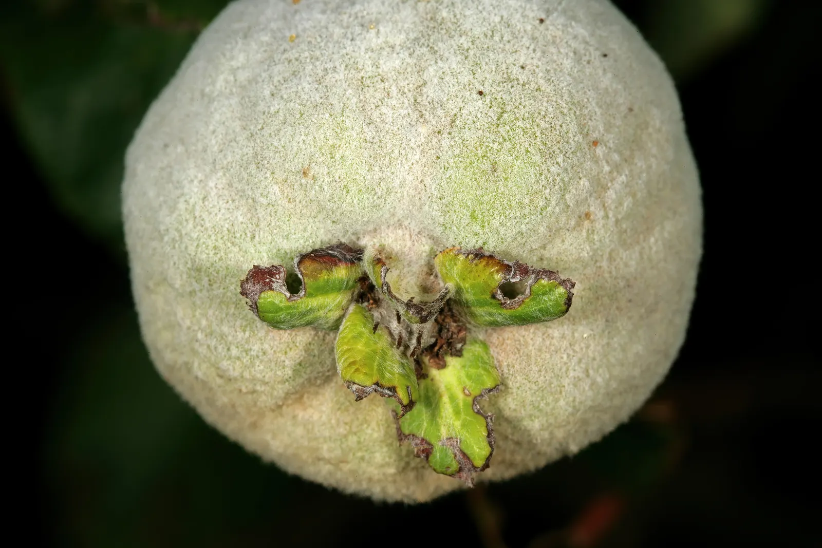 Quince (Cydonia Oblonga) — while the fruit adds ornamental value and can be used in preserves and baking; dark green upper surface and a gray-hued underside