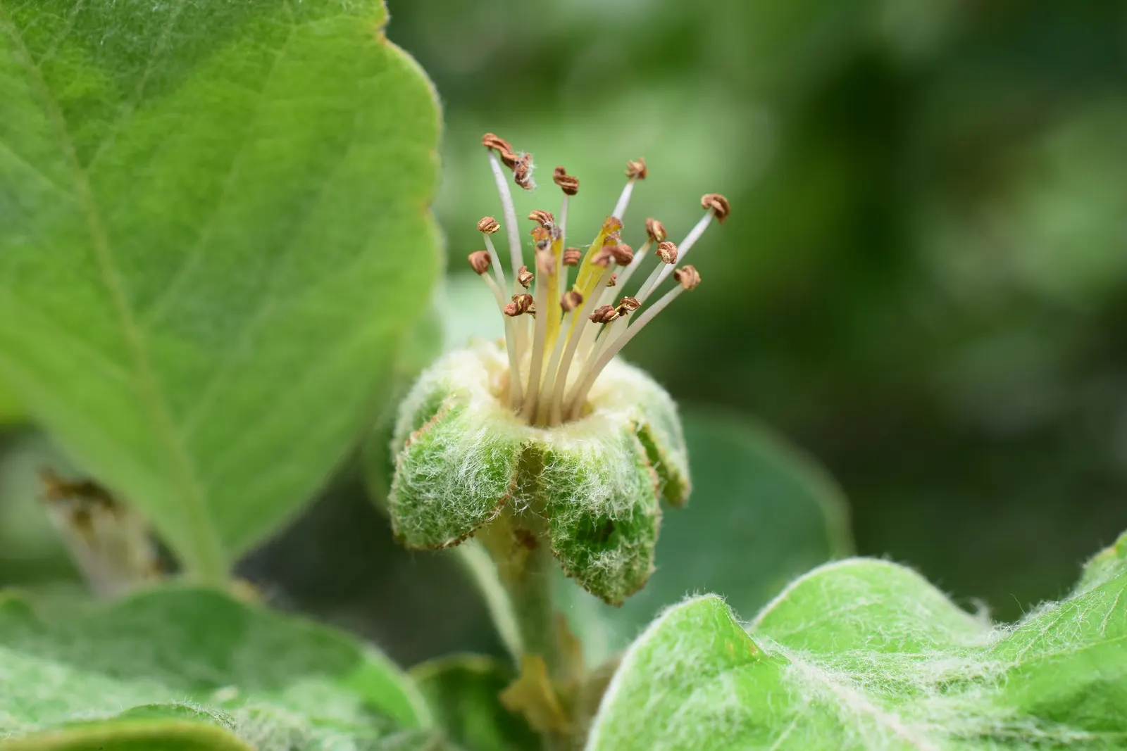 Quince (Cydonia Oblonga) — the tree erupts with a profusion of ornamental flowers; scientifically named Cydonia oblonga, image 72