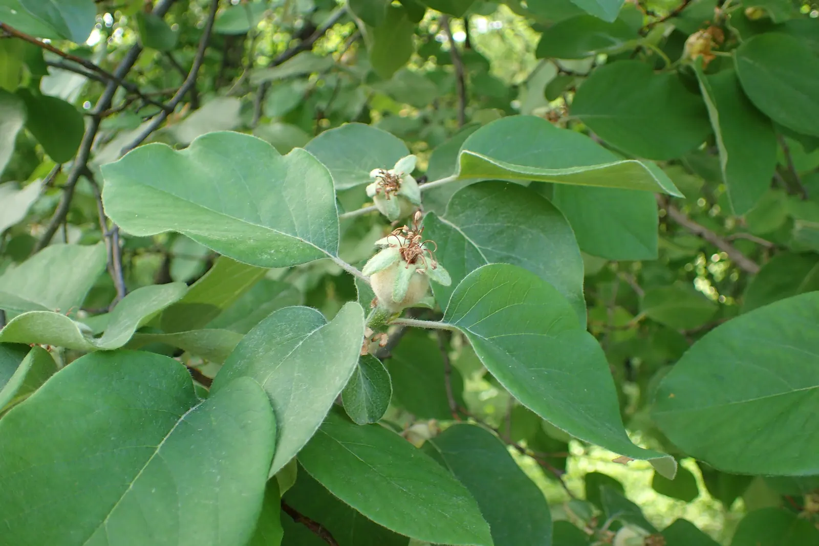 Quince (Cydonia Oblonga) — is a deciduous tree renowned for its attractive pale pink blossoms and fragrant golden-yellow fruit; with a twisted, image 67