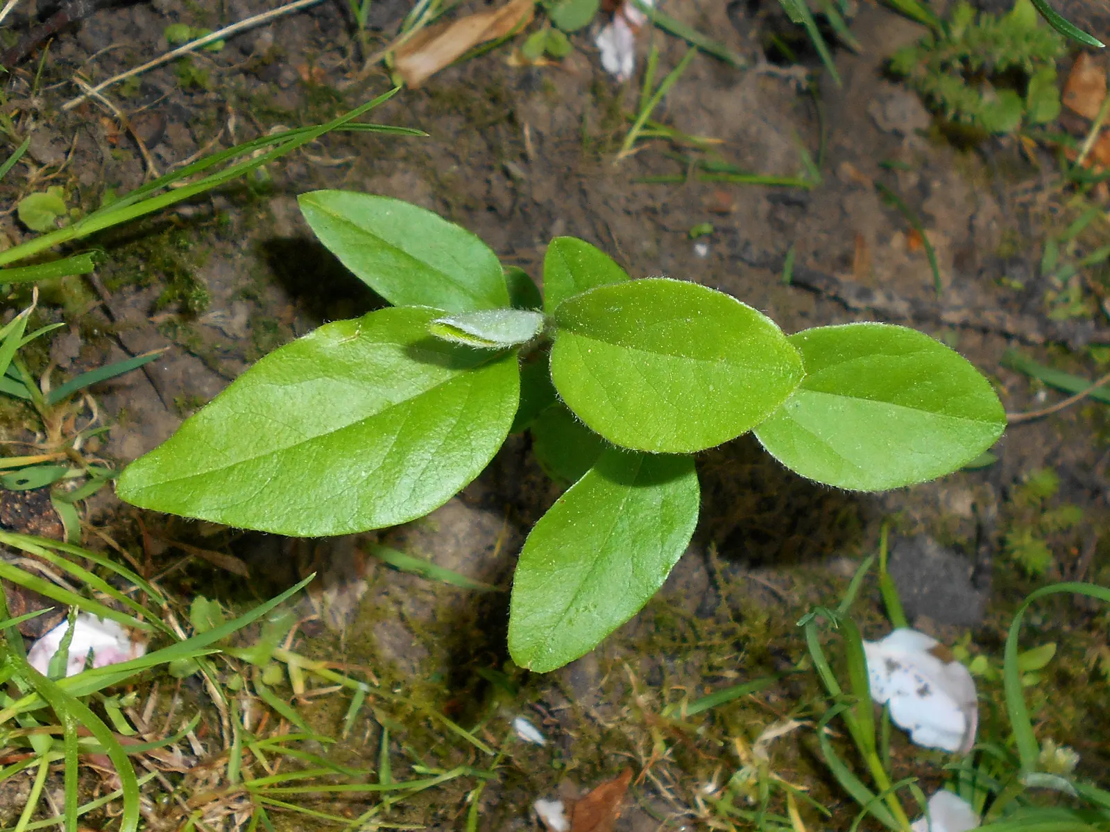 Quince (Cydonia Oblonga) — with ovate leaves ranging from 3 to 5 inches in length; fertile soil and moderate watering to ensure healthy growth