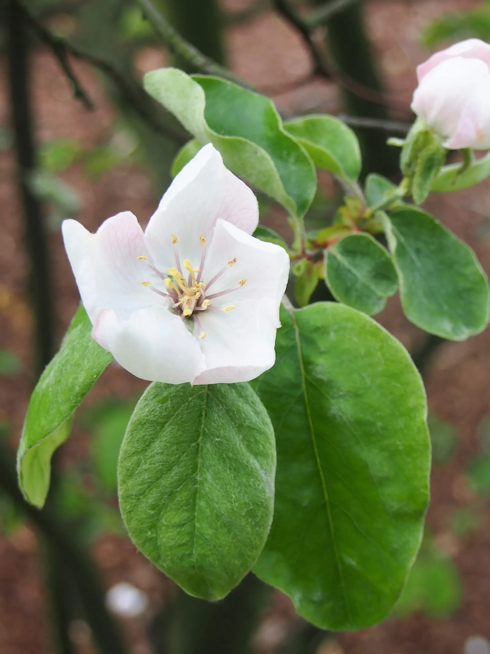 Quince (Cydonia Oblonga) — that the fruit is hard and astringent if consumed raw.<br><br>Quinces require well-drained; tree with pink and white blooms