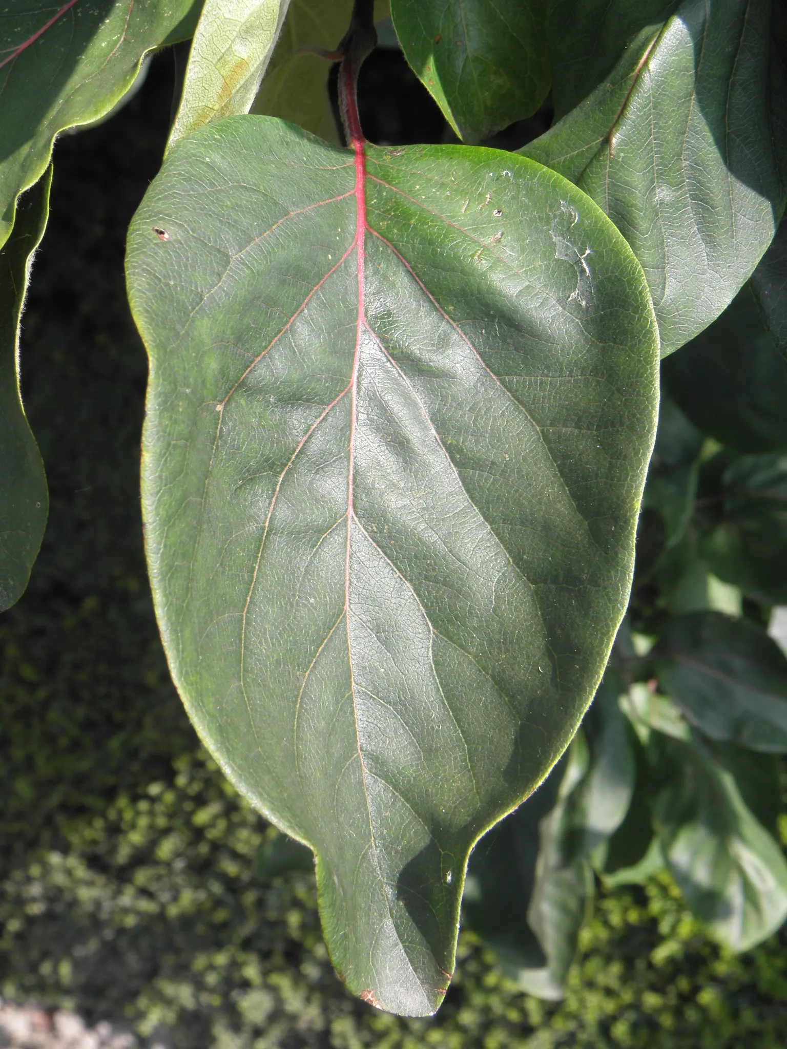 Quince (Cydonia Oblonga) — Integrating this tree into a landscape offers both culinary and ornamental utility; pink and white flowers in the garden