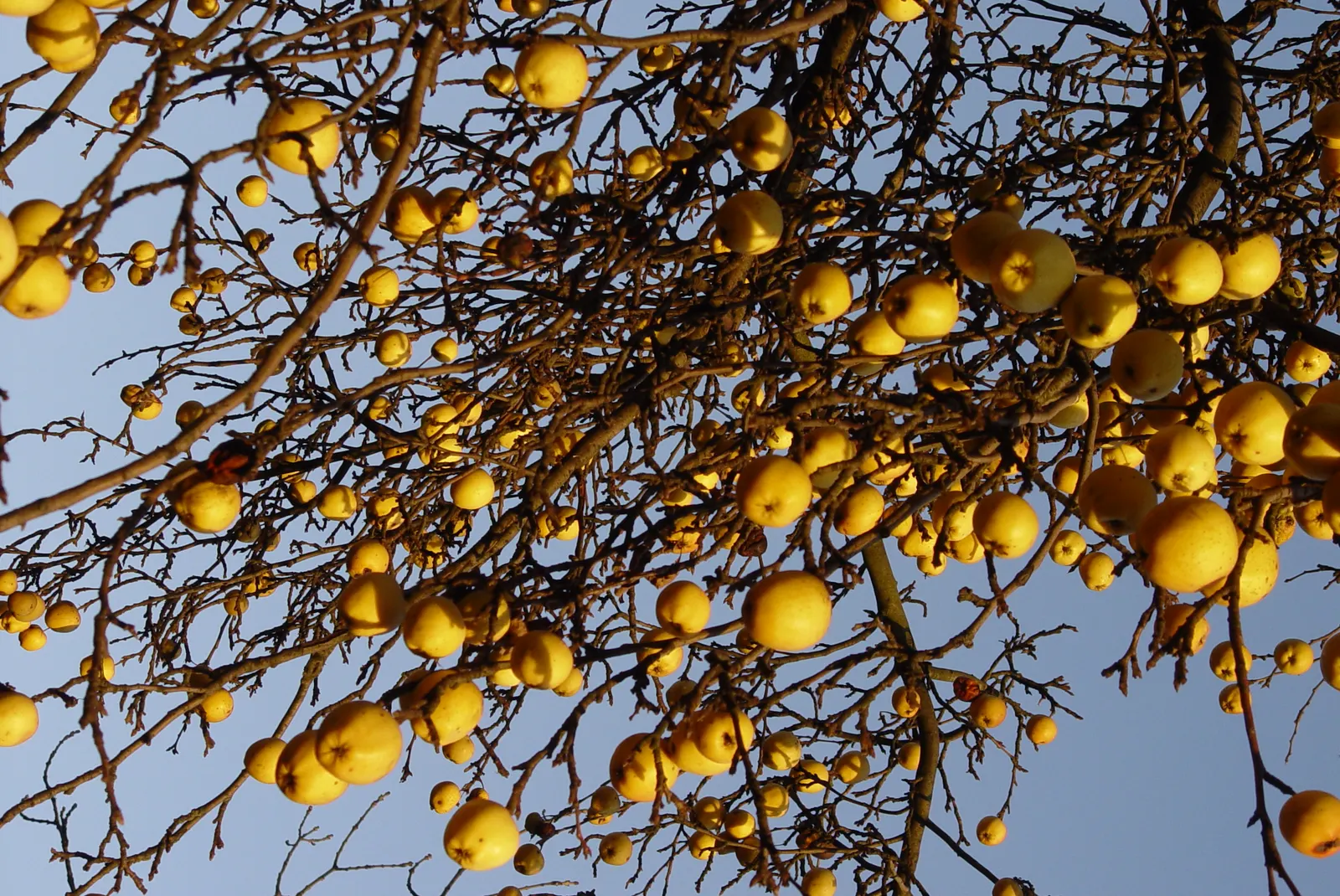 Quince (Cydonia Oblonga) — Regular pruning enhances air circulation and sunlight exposure; twiggy structure that adds visual interest to gardens even in the