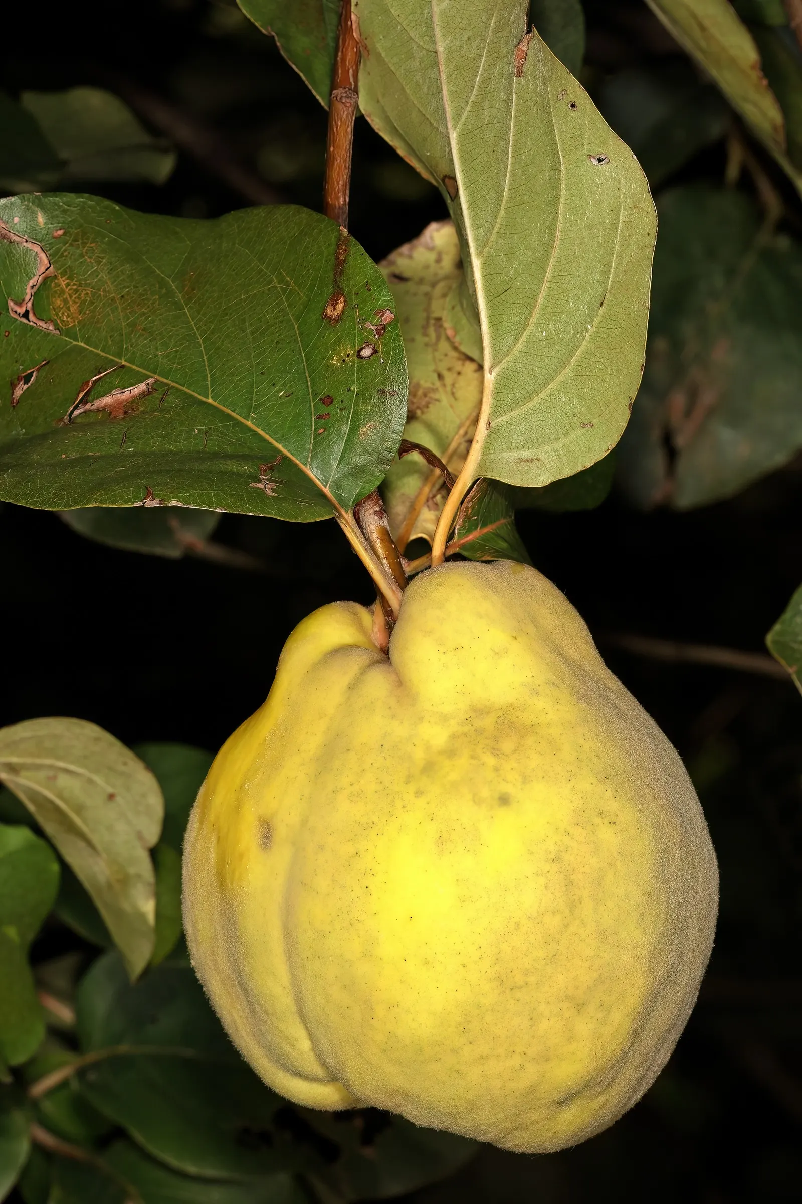 Quince (Cydonia Oblonga) — with a preference for a sunny and sheltered planting site; with ovate leaves ranging from 3 to 5 inches in length, image 69