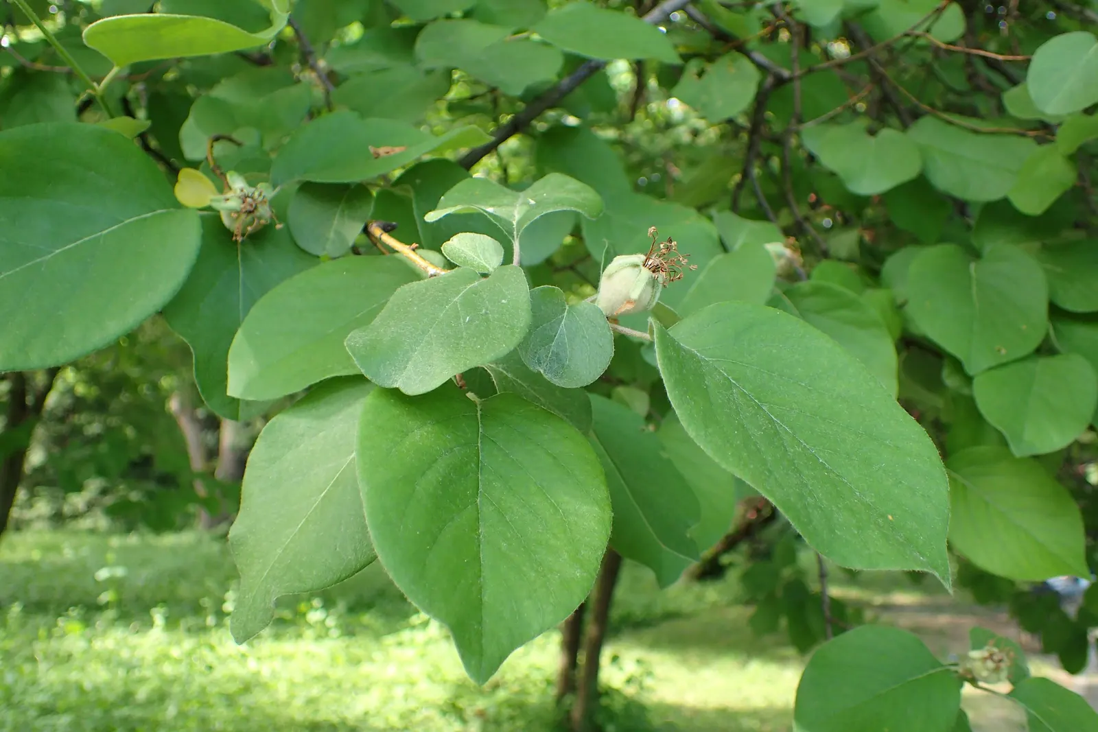 Quince (Cydonia Oblonga) — It exhibits single pink-white blossoms in spring