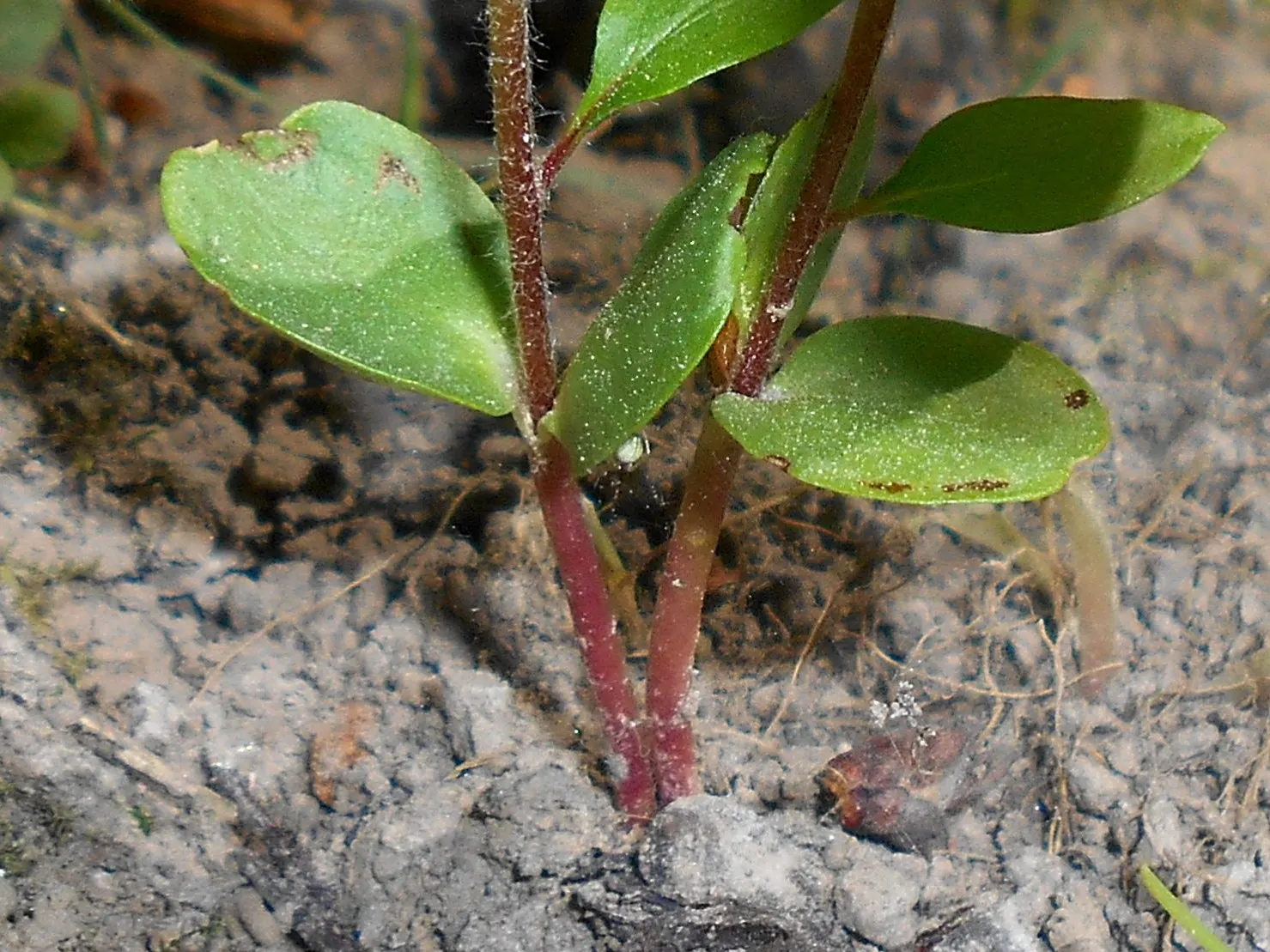 Quince (Cydonia Oblonga) — with a preference for a sunny and sheltered planting site; with ovate leaves ranging from 3 to 5 inches in length