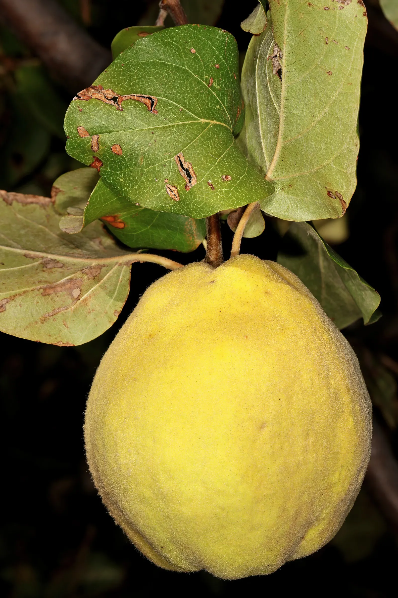 Quince (Cydonia Oblonga) — tree for full or half