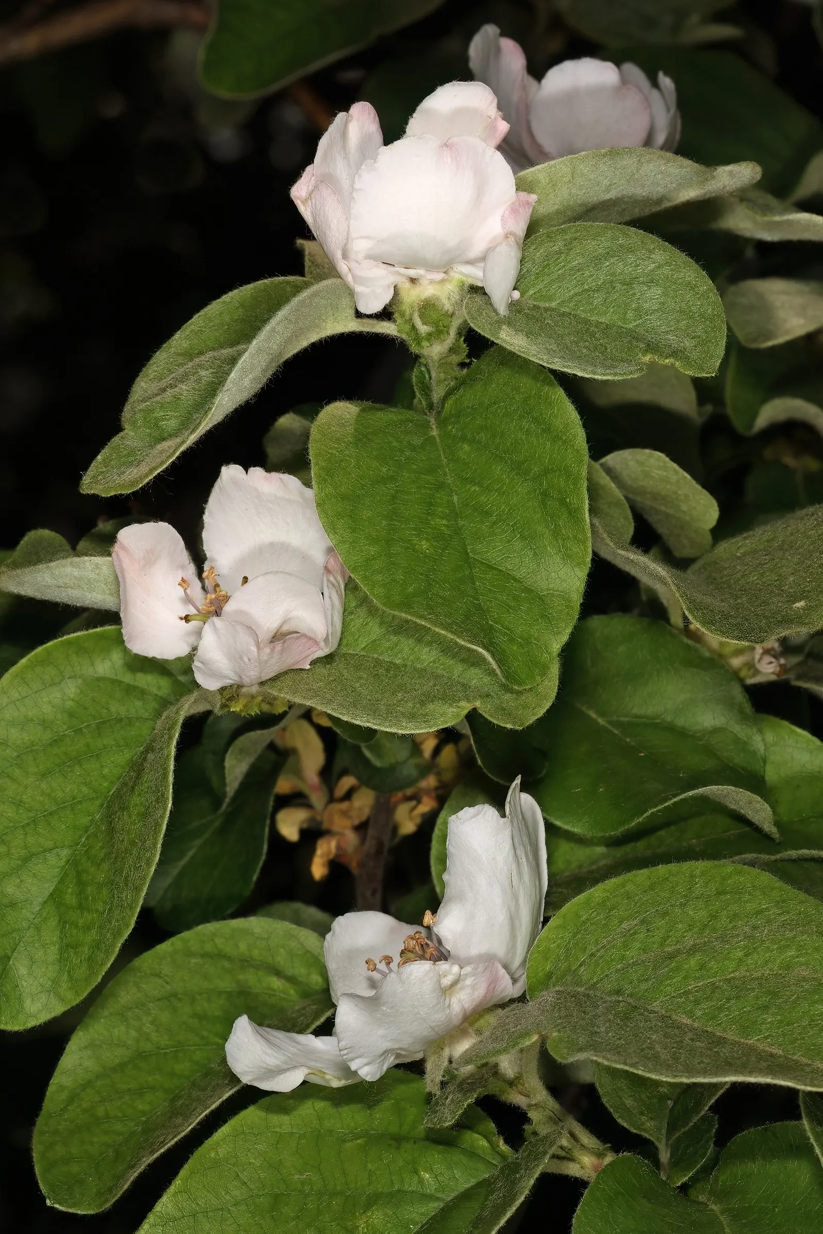 Quince (Cydonia Oblonga) — making it a multifaceted addition to any garden; prefers a sunny location in well-drained soil