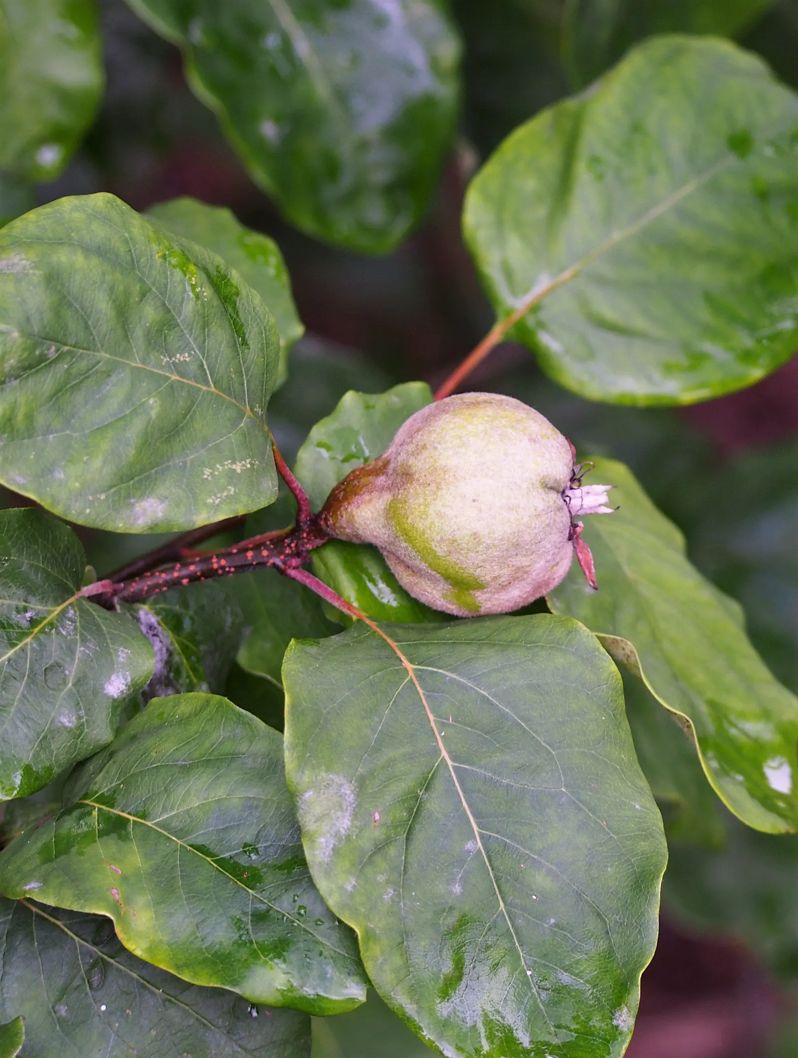 Quince (Cydonia Oblonga) — is a deciduous tree typically reaching 16-23 feet in height; golden-yellow fruit in autumn