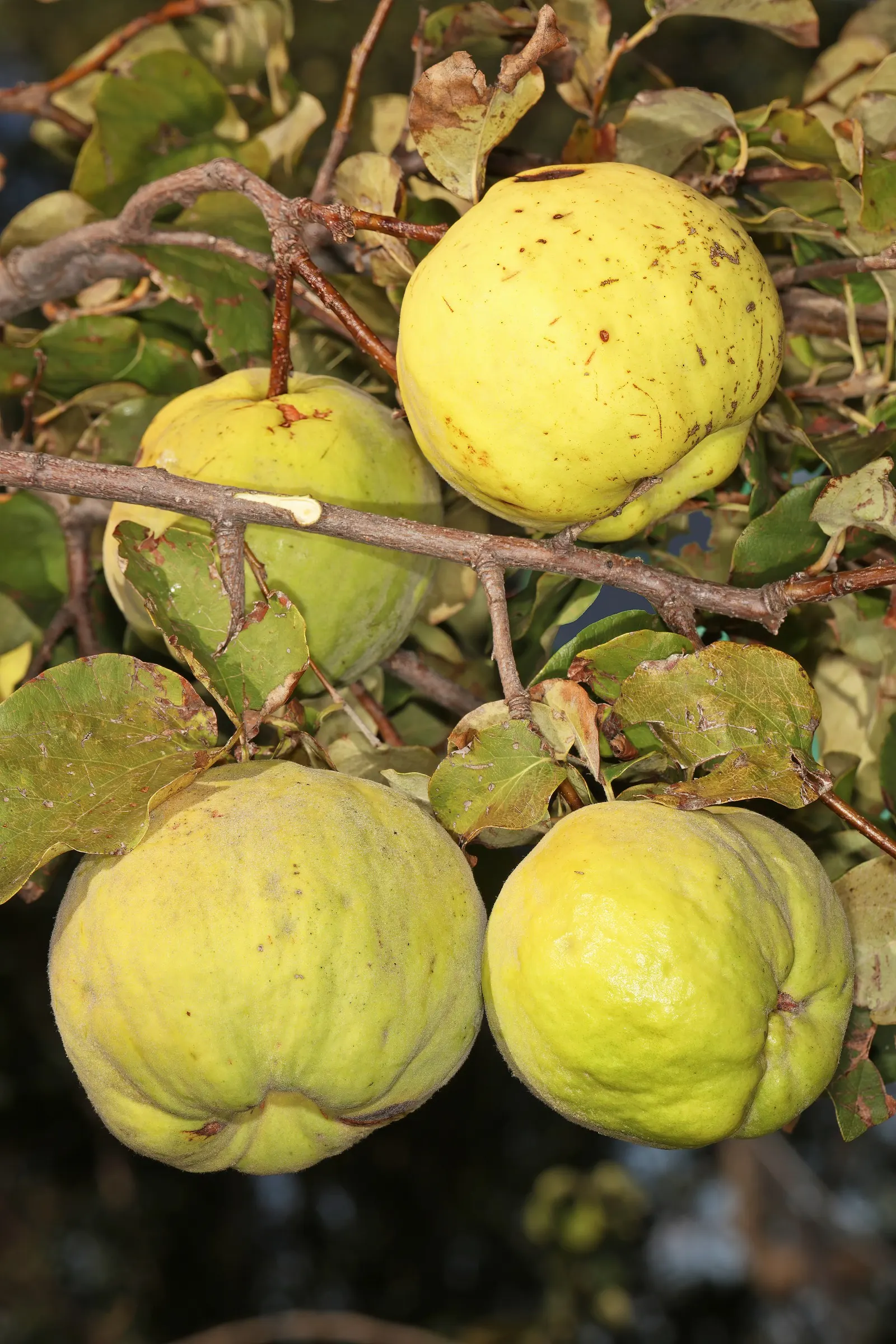 Quince (Cydonia Oblonga) — Prefers a sunny location in well-drained soil