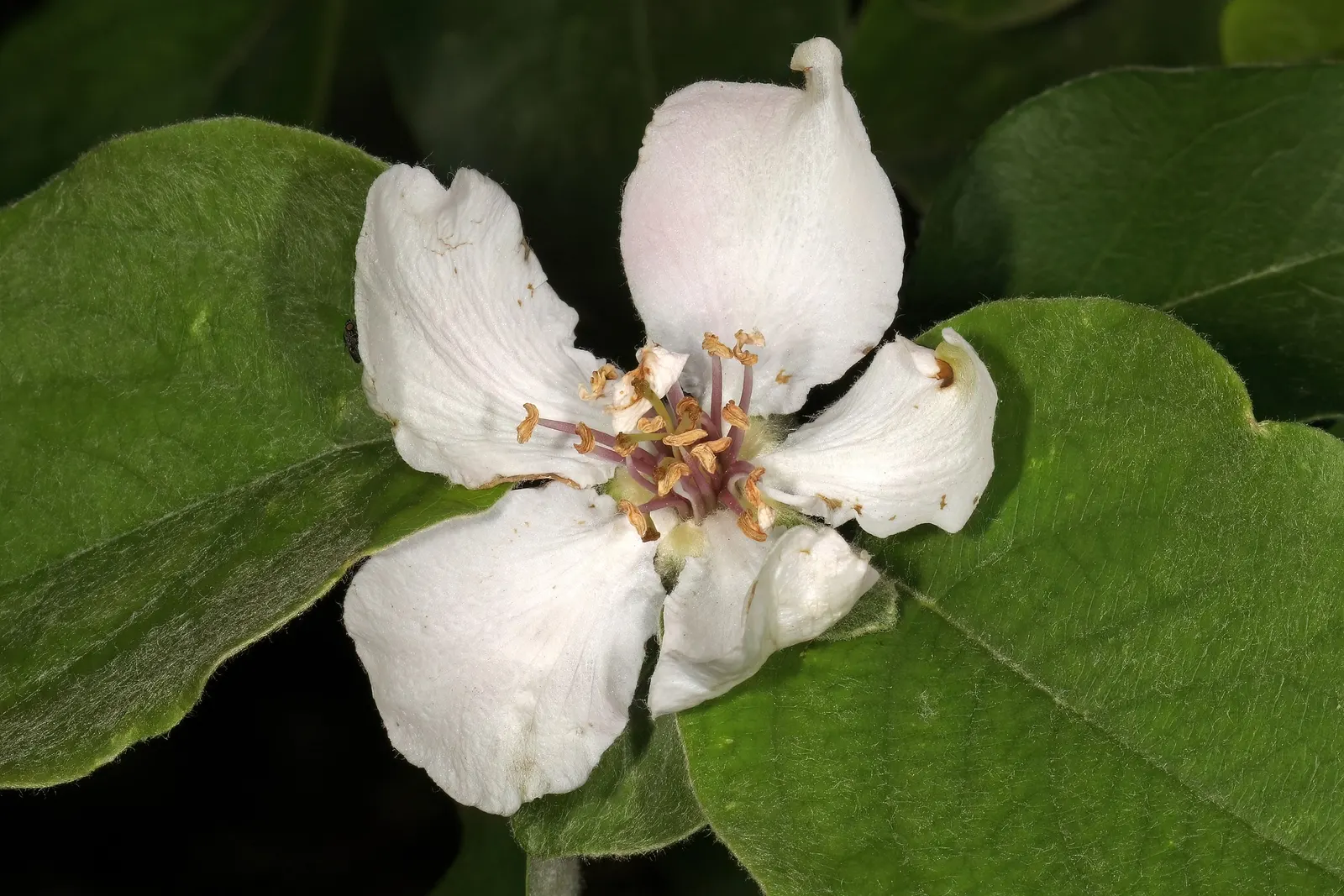 Quince (Cydonia Oblonga) — It is commonly used in jellies, preserves, and baking, owing to its tart flavor and high pectin content; the tree erupts with a