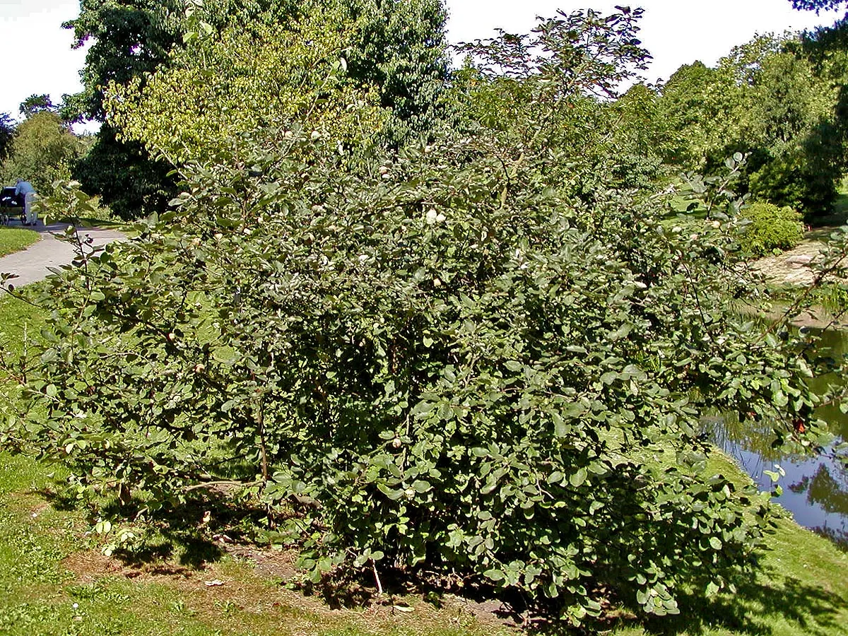 Quince (Cydonia Oblonga) — This tree typically reaches a mature height and spread of 12 to 20 feet; regular pruning enhances air circulation and, image 70