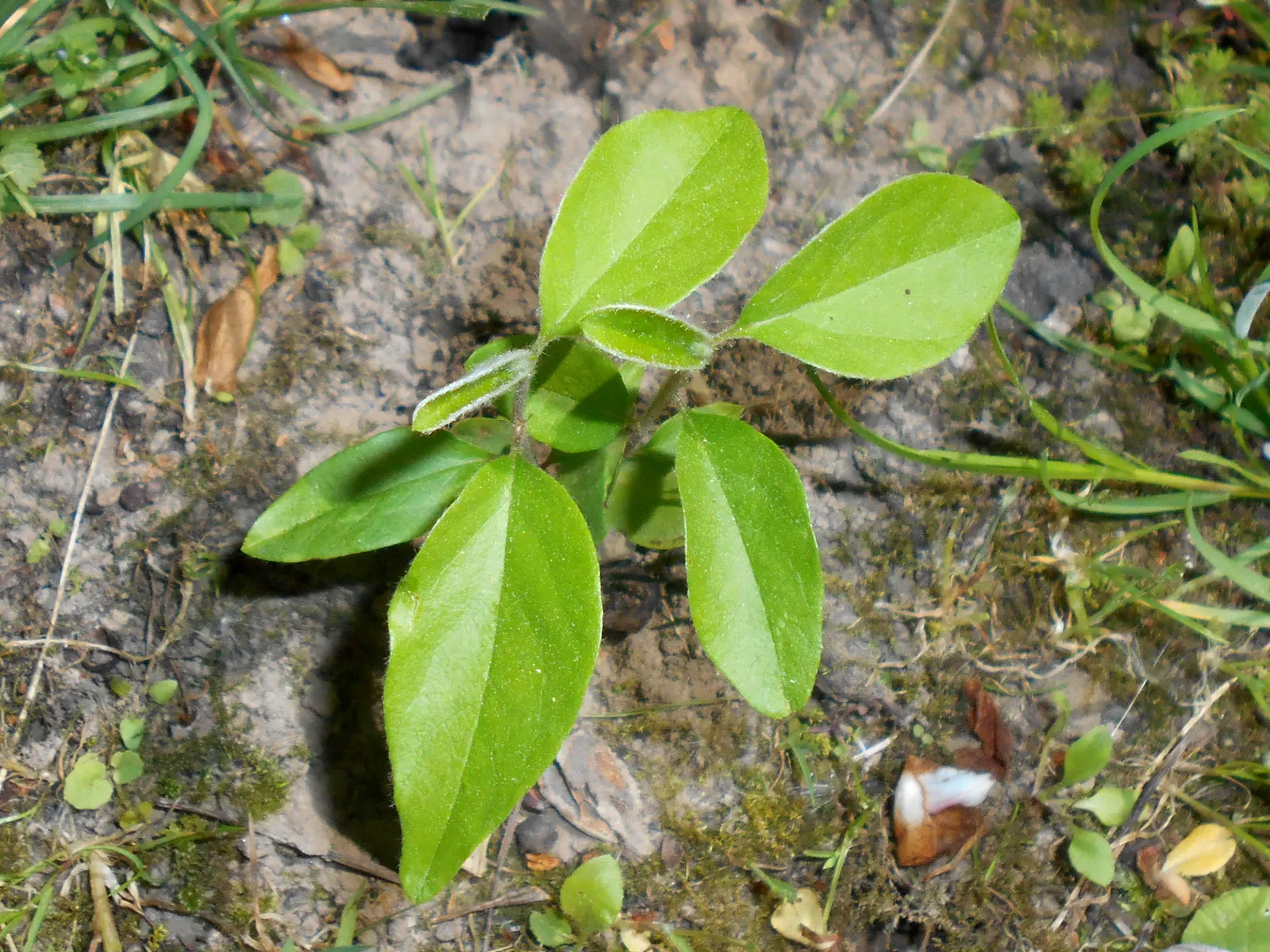Quince (Cydonia Oblonga) — Department of Agriculture hardiness zones 5 through 9; is a deciduous tree renowned for its attractive pale pink, image 68
