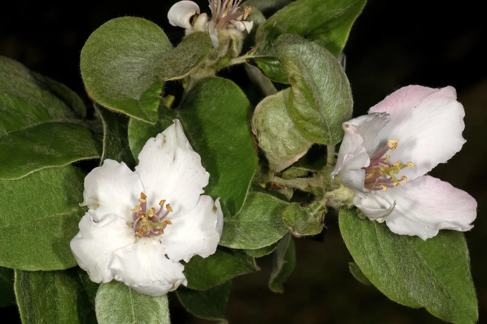 Quince (Cydonia Oblonga) — with a twisted bough structure that adds architectural interest; with a preference for a sunny and sheltered planting, image 60