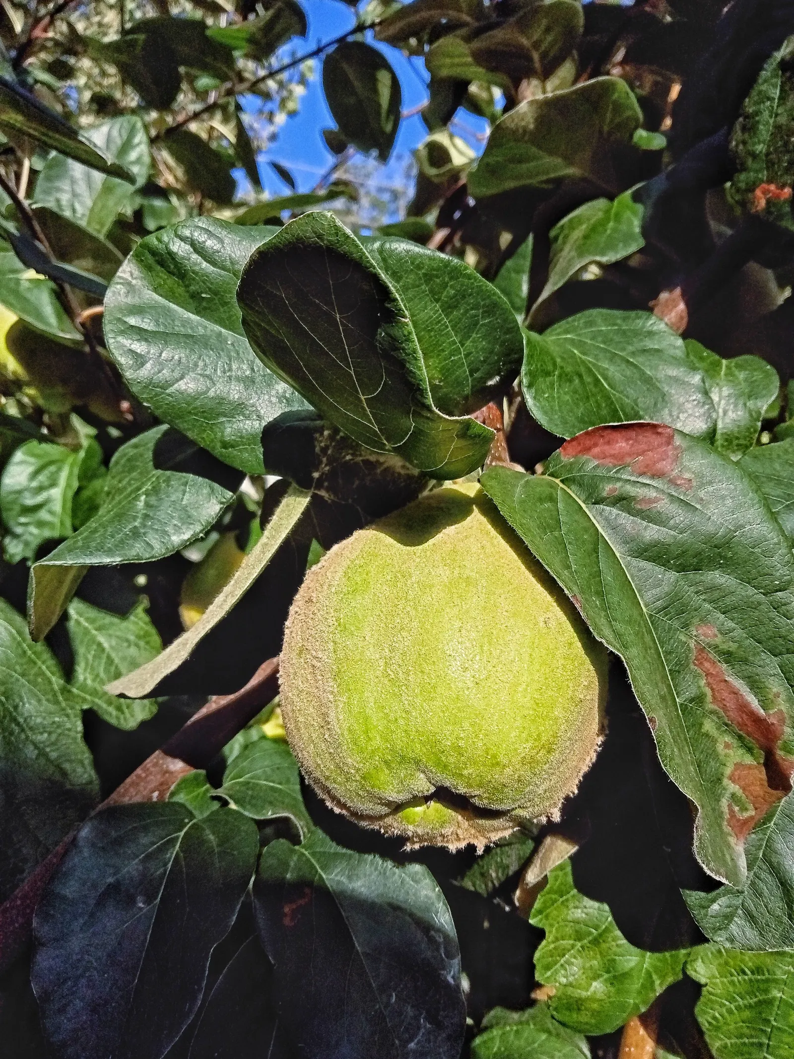 Quince (Cydonia Oblonga) — is a deciduous tree renowned for its attractive pale pink blossoms and fragrant golden-yellow fruit; with a twisted bough structure