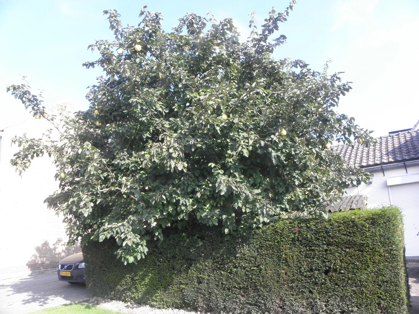Quince (Cydonia Oblonga) — dark green upper surface and a gray-hued underside