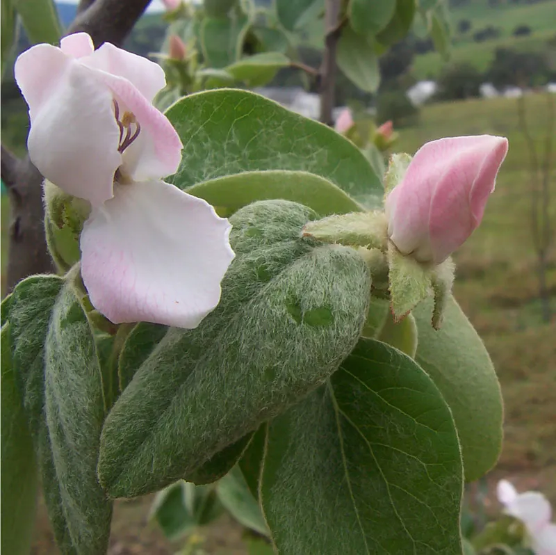 Quince (Cydonia Oblonga) — Regular pruning enhances air circulation and sunlight exposure