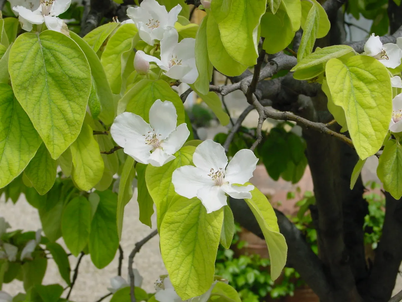 Quince (Cydonia Oblonga) — scientifically named Cydonia oblonga
