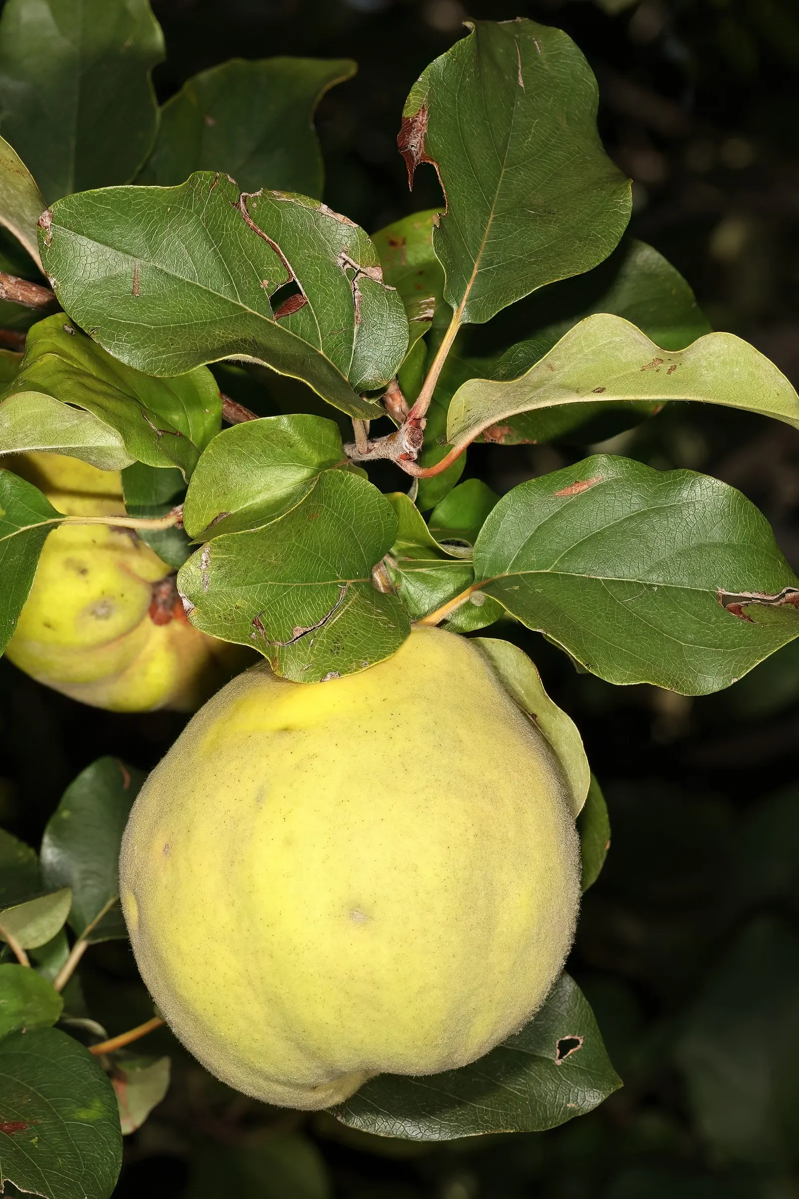 Quince (Cydonia Oblonga) — Department of Agriculture hardiness zones 5 through 9