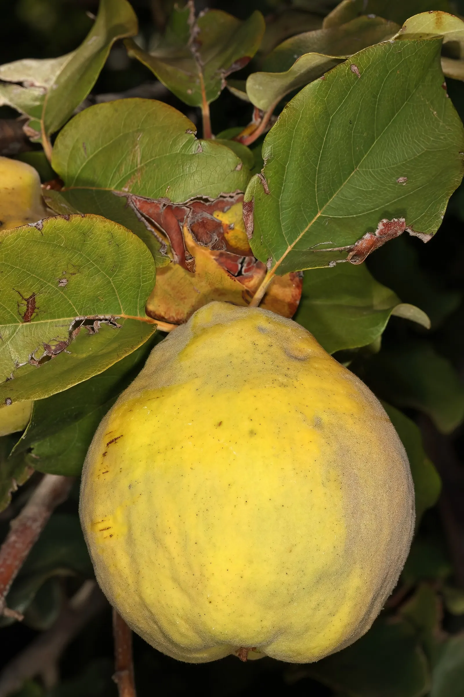 Quince (Cydonia Oblonga) — which can reach 4 to 5 inches long