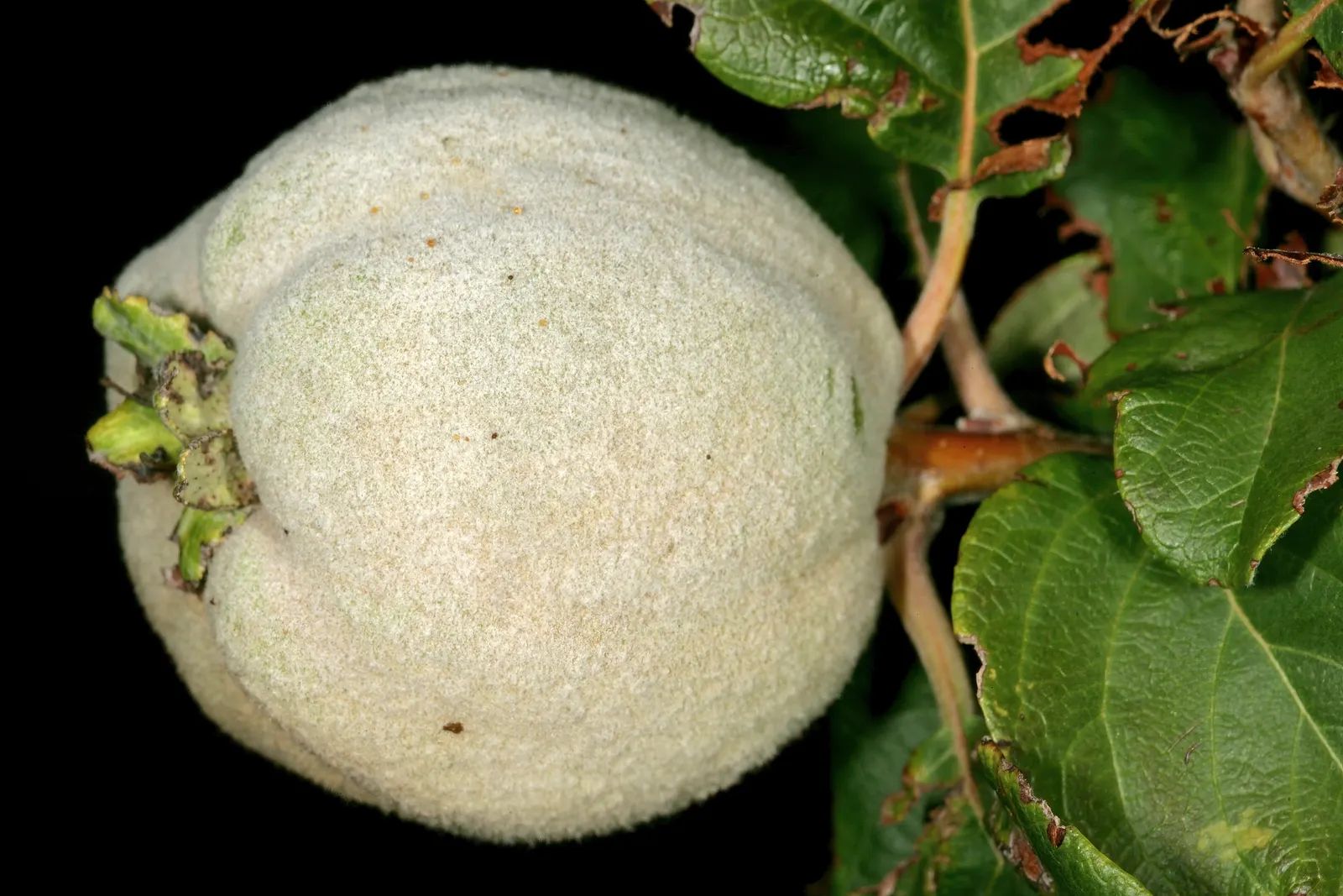 Quince (Cydonia Oblonga) — keeping the tree's production and appearance at its best; gardeners should be aware