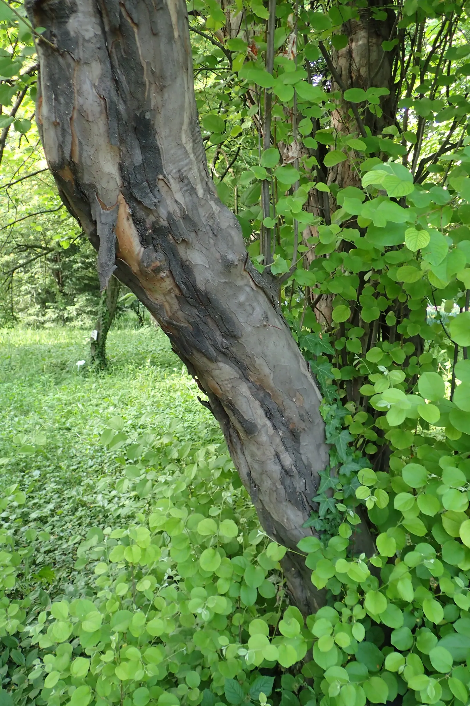 Quince (Cydonia Oblonga) — Its dense foliage provides ample shade; department of Agriculture hardiness zones 5 through 9, image 64