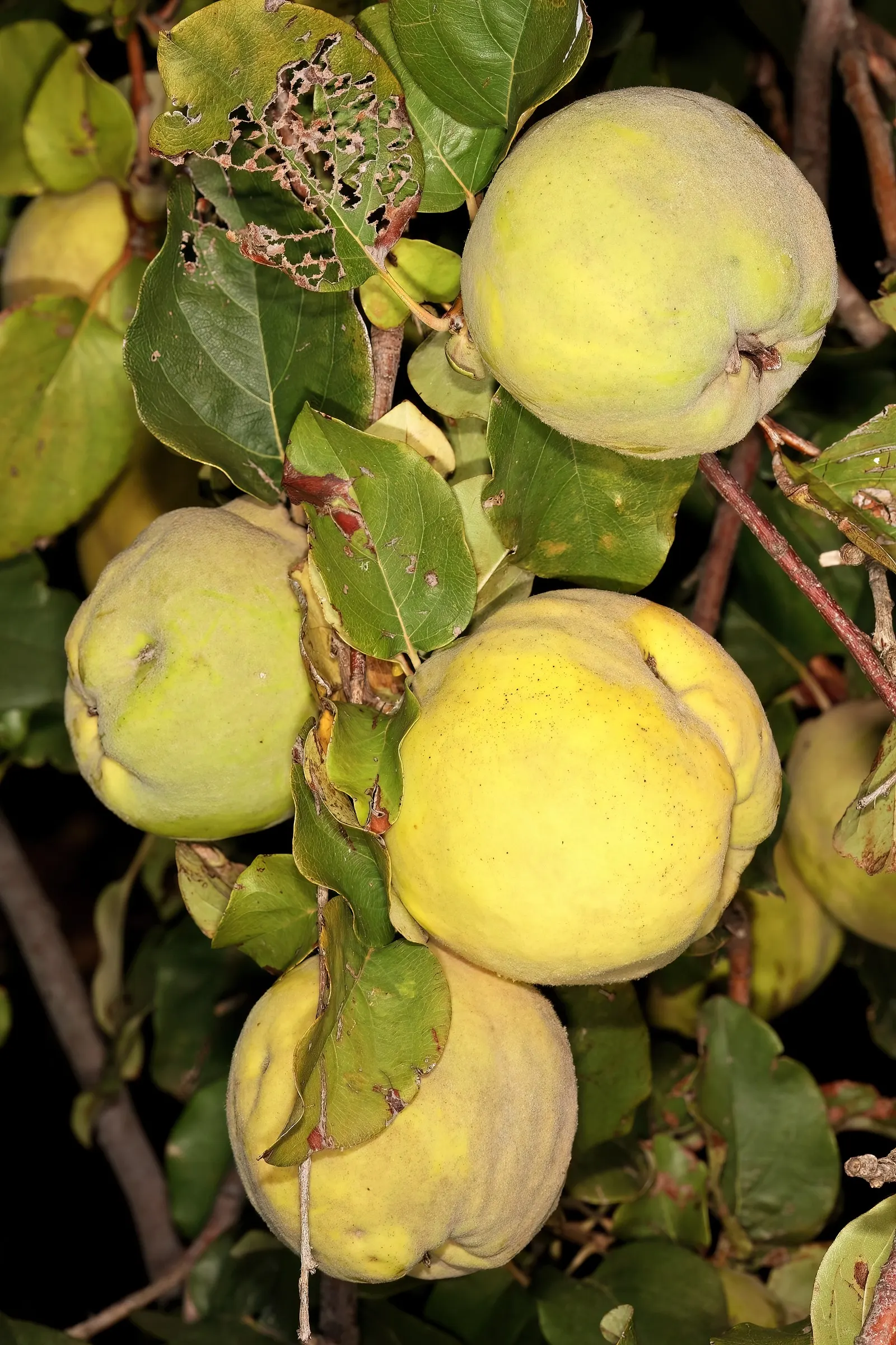 Quince (Cydonia Oblonga) — that the fruit is hard and astringent if consumed raw.<br><br>Quinces require well-drained