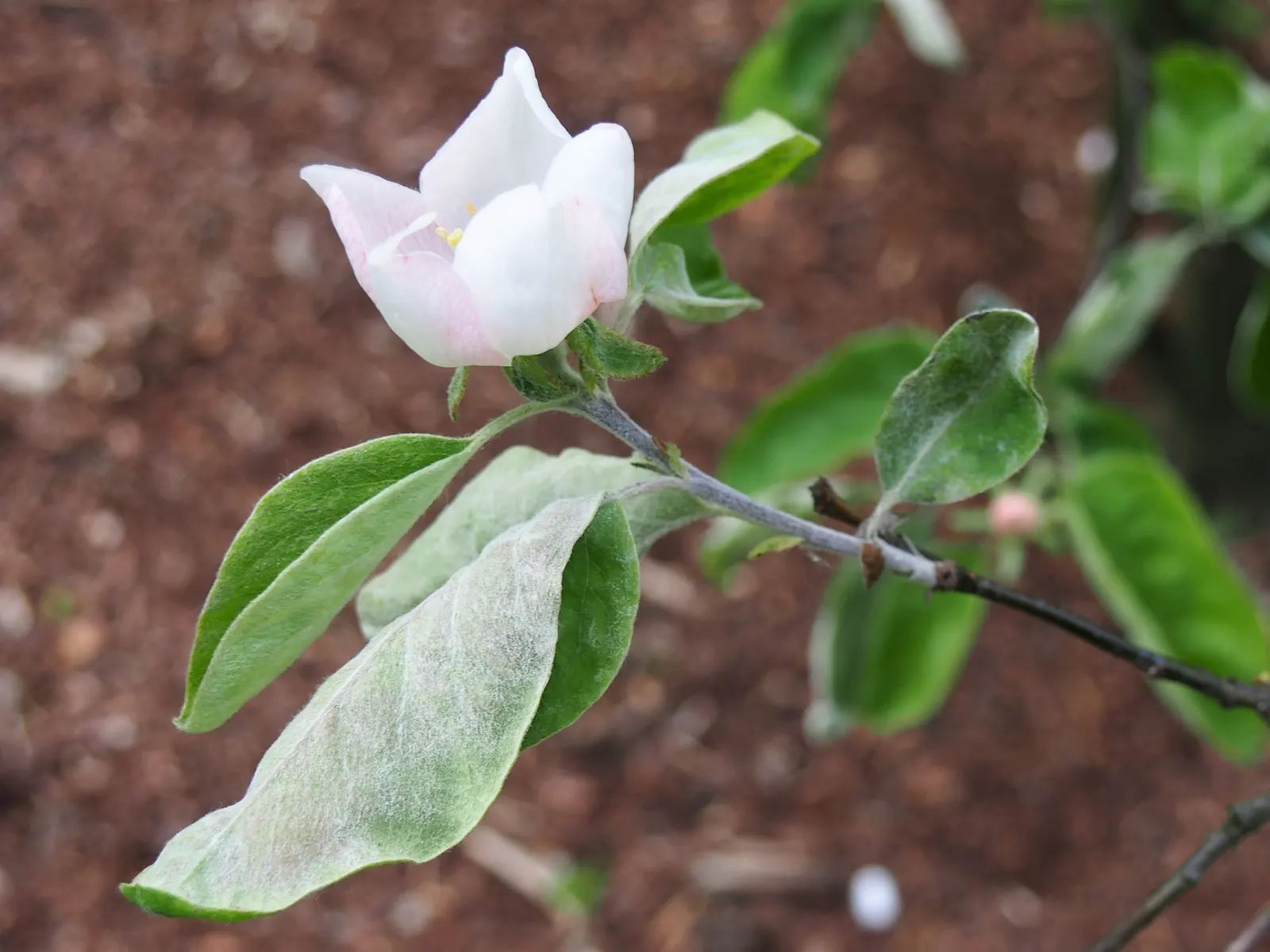 Quince (Cydonia Oblonga) — making it a multifaceted addition to any garden