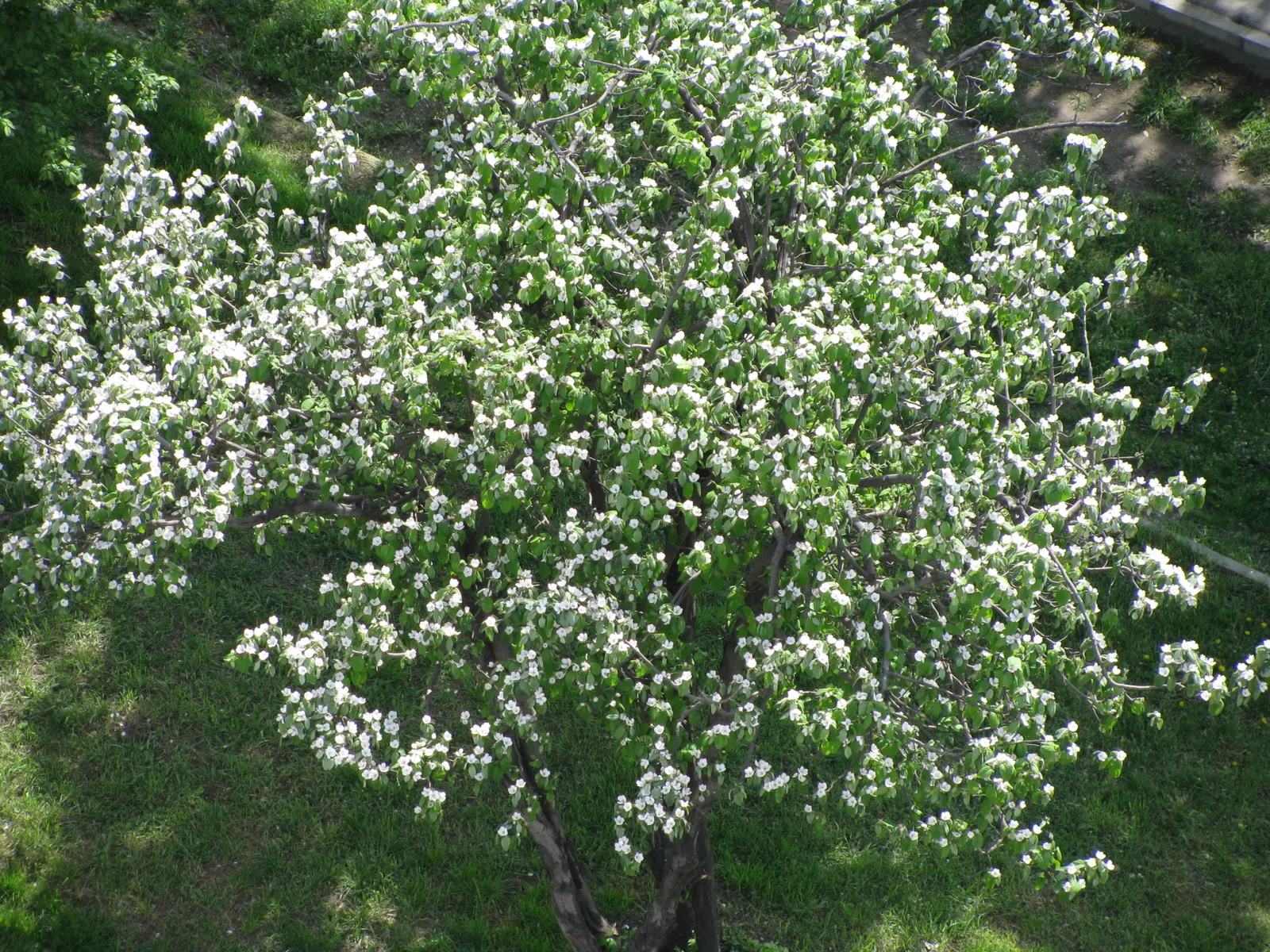 Quince (Cydonia Oblonga) — is a deciduous tree typically reaching 16-23 feet in height