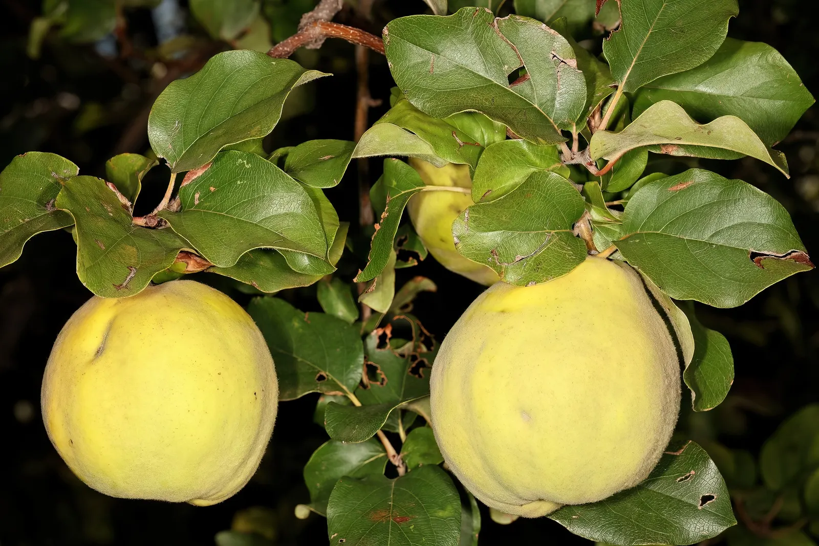 Quince (Cydonia Oblonga) — pink and white flowers in the garden