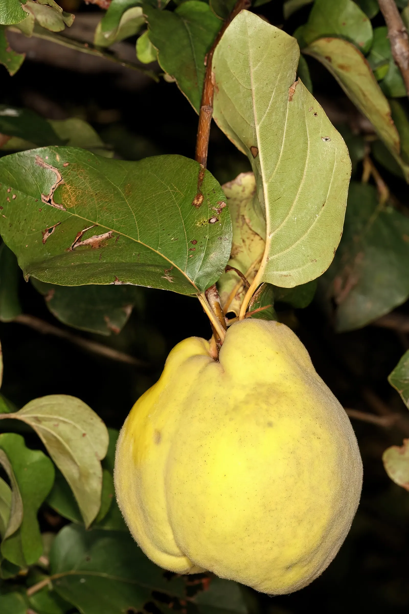 Quince (Cydonia Oblonga) — dark green upper surface and a gray-hued underside; tree for full or half, image 75