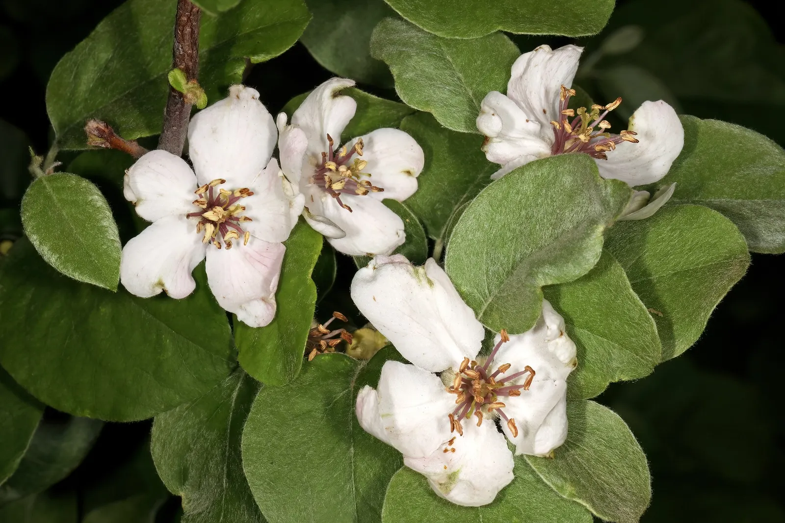 Quince (Cydonia Oblonga) — with a twisted bough structure that adds architectural interest; with a preference for a sunny and sheltered planting site